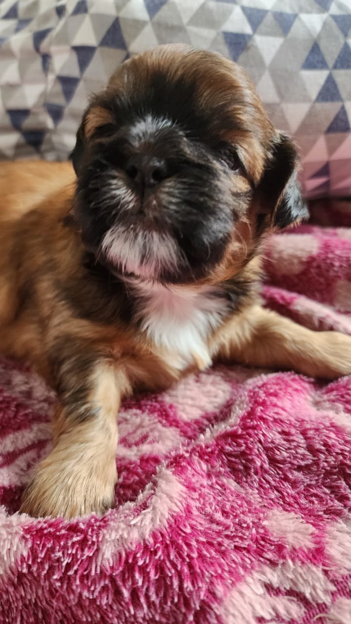 Filhotes Shih Tzu Cores lindas e raras - Foto 1