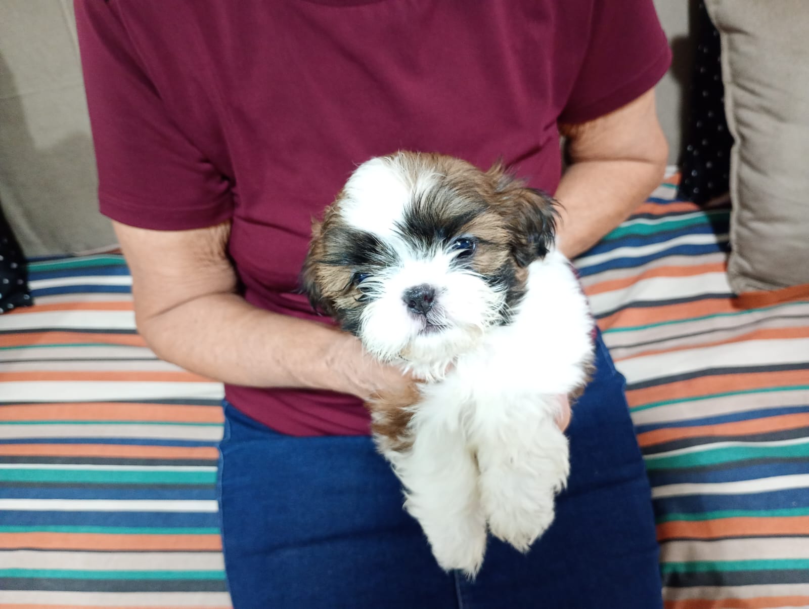 Portal Vendocão Vende-se Filhote Fêmea Shihtzu  Belford Roxo