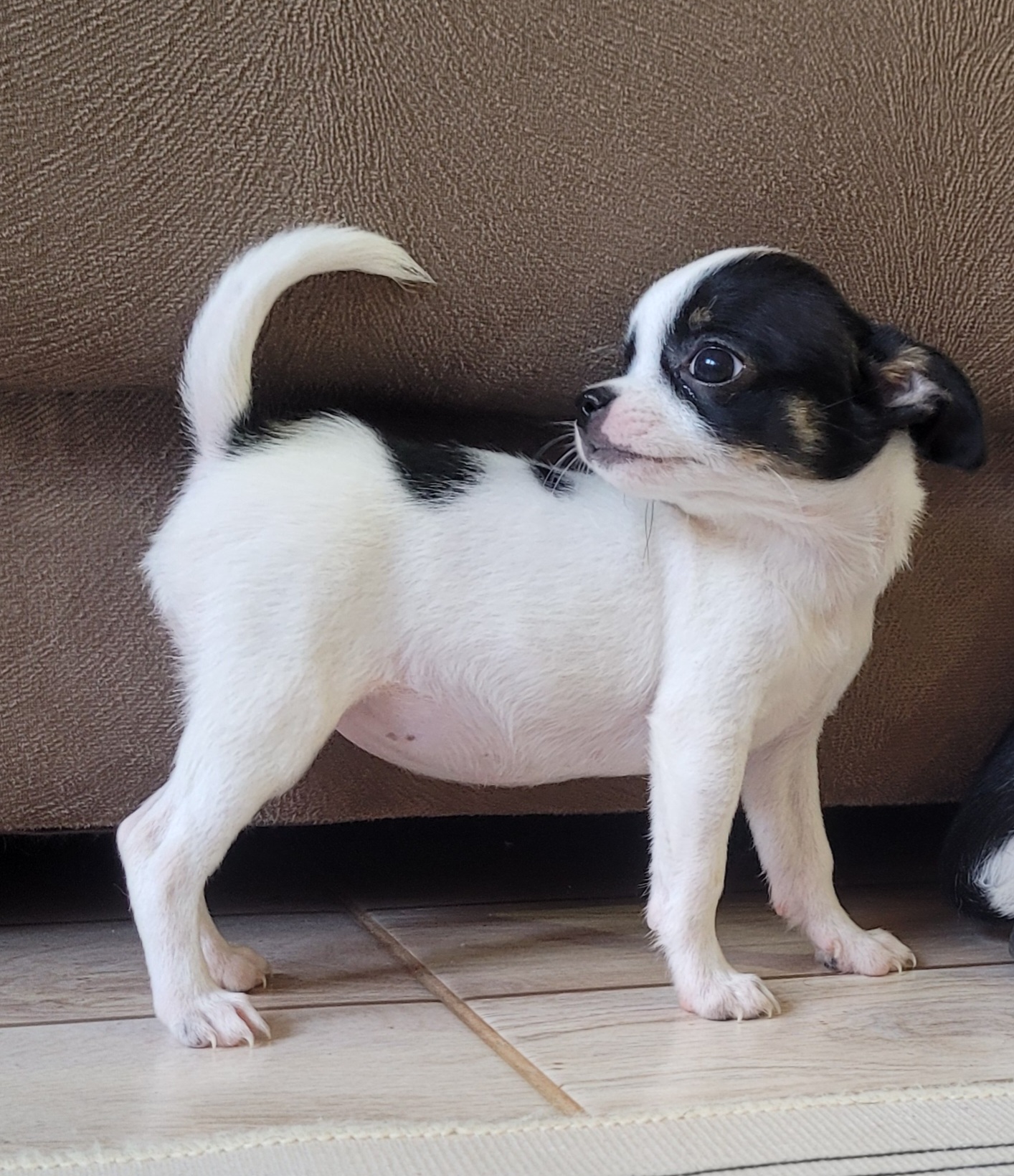 Portal Vendocão Lindo chihuahua machinho Jardim Botânico 