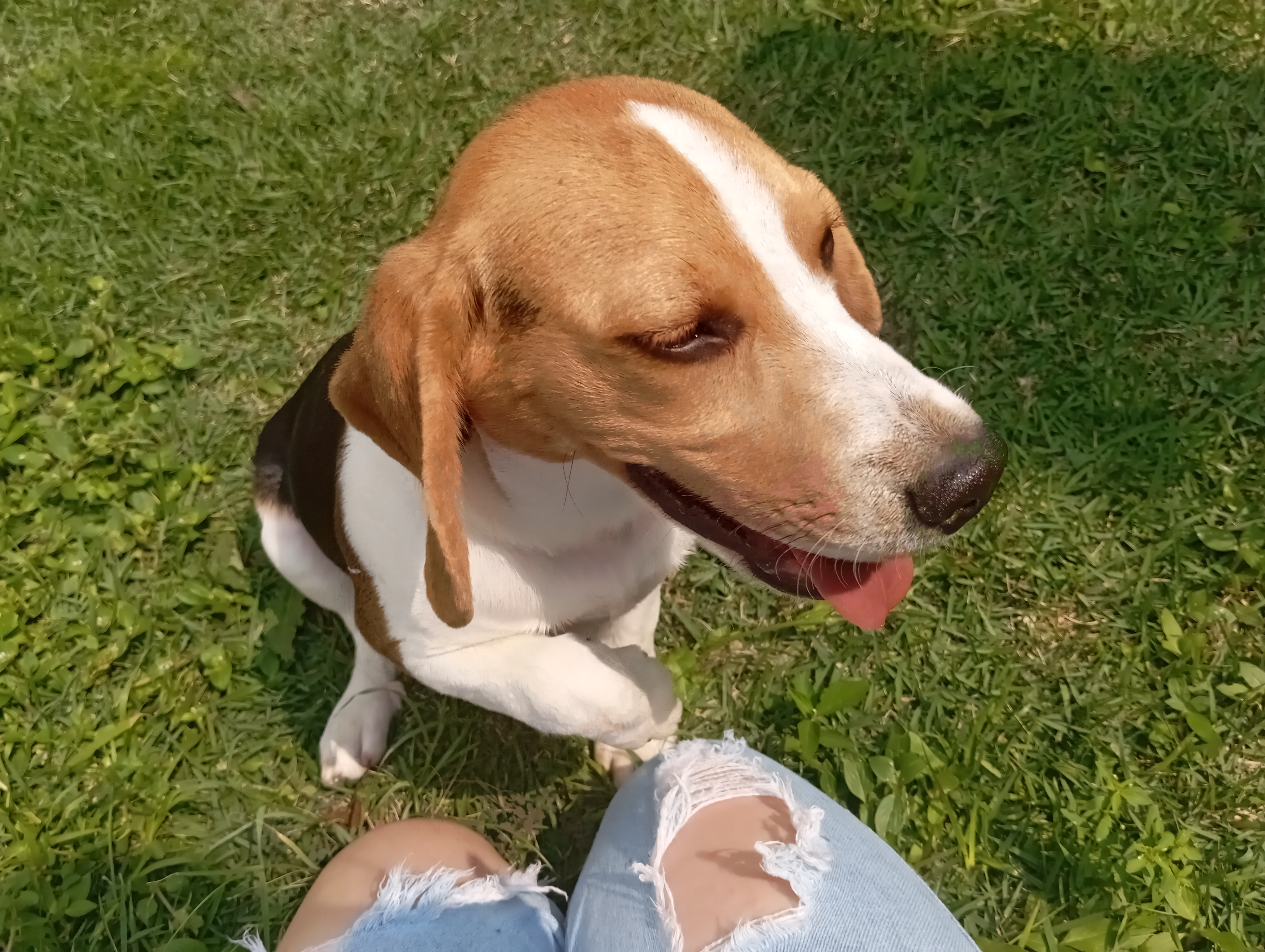 Portal Vendocão Cachorro Beagle - 6 meses Cascavel 