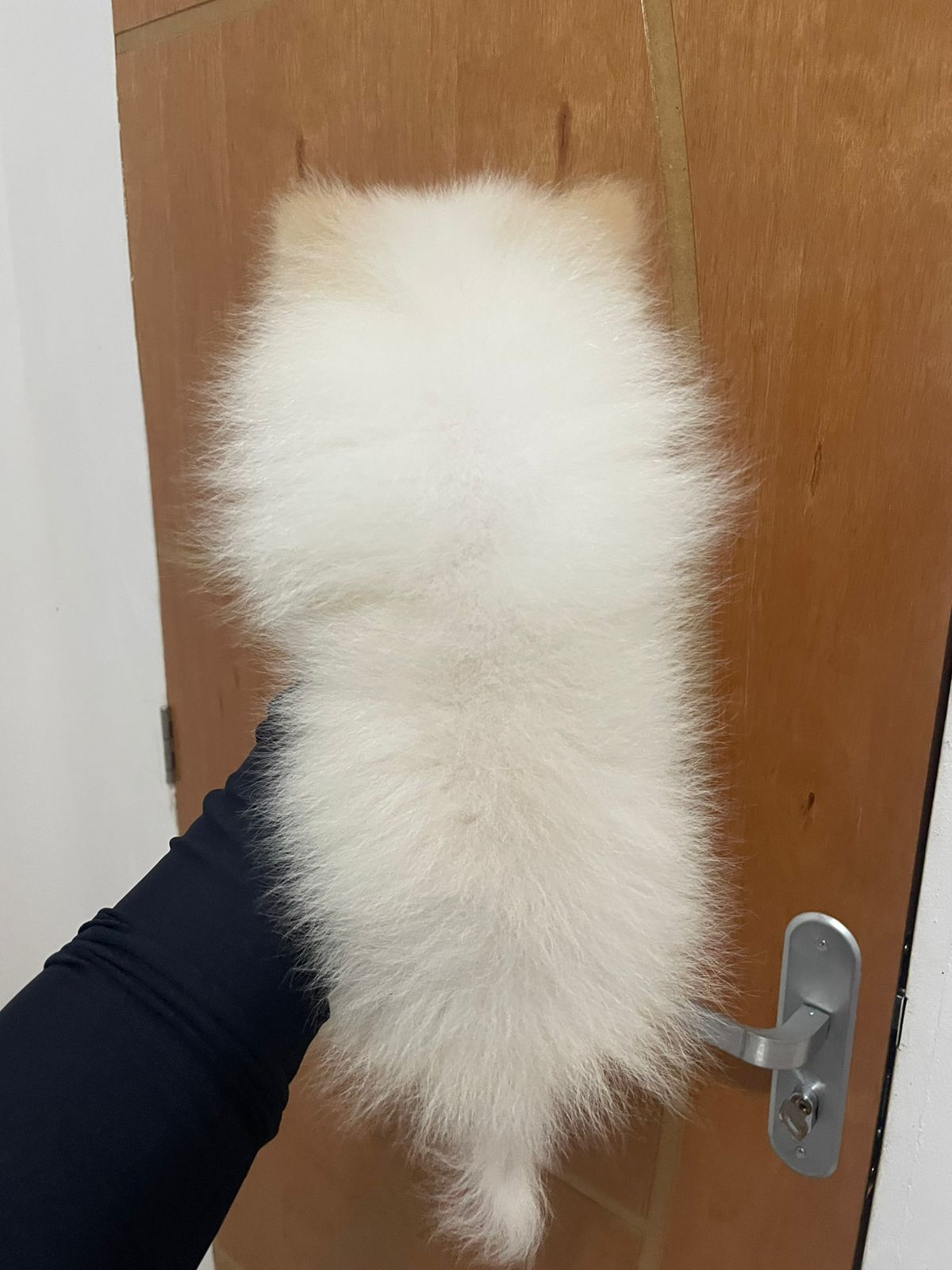 Vendo Esse Lindo Lulu-Da-Pomerânia - Foto 2