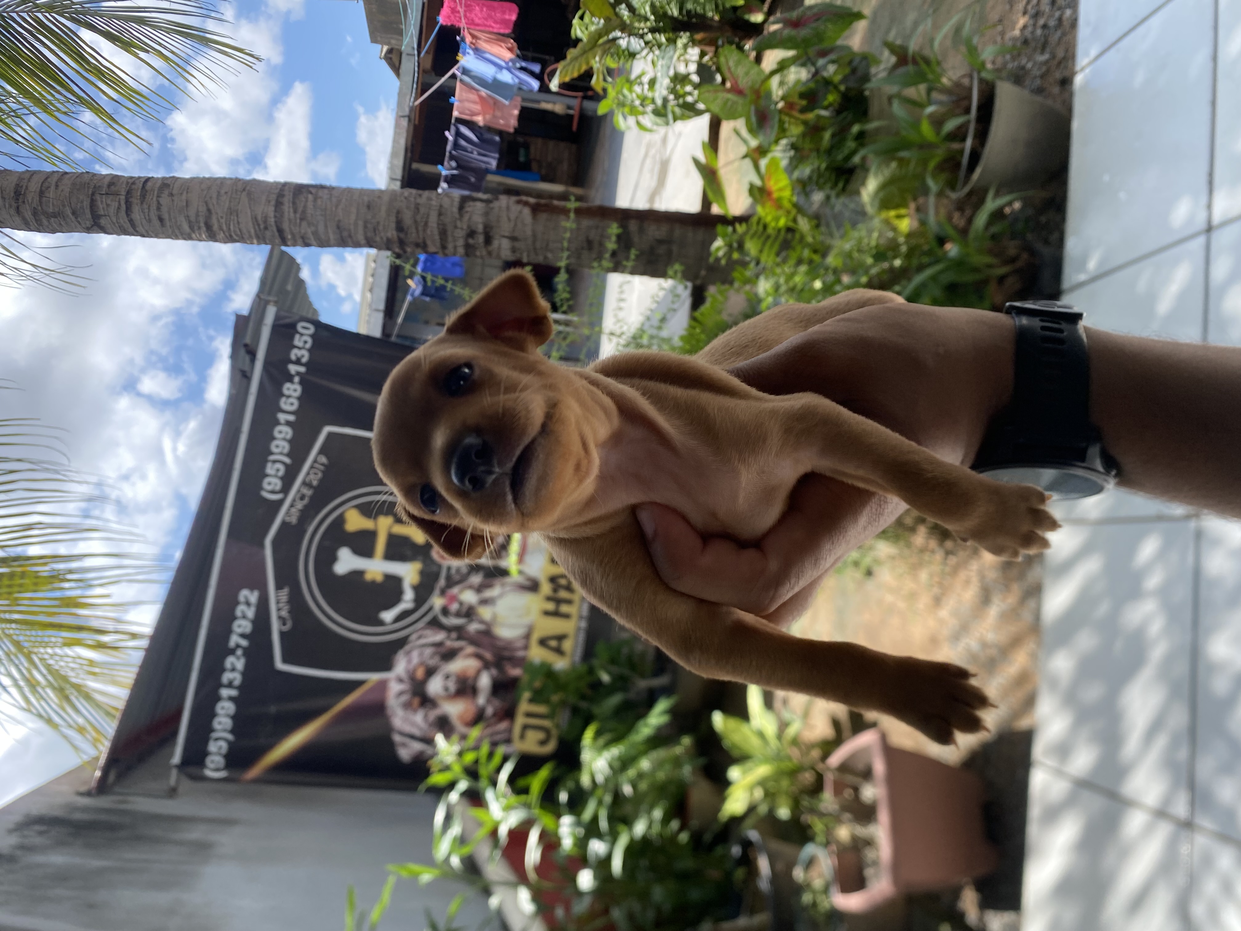 Pinscher macho - Foto 1