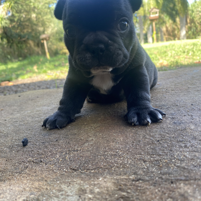 Filhote Bulldog francês - Foto 1
