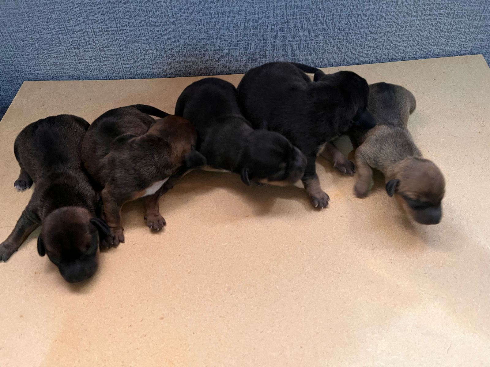 Portal Vendocão Salsichinhas para reserva  São José 