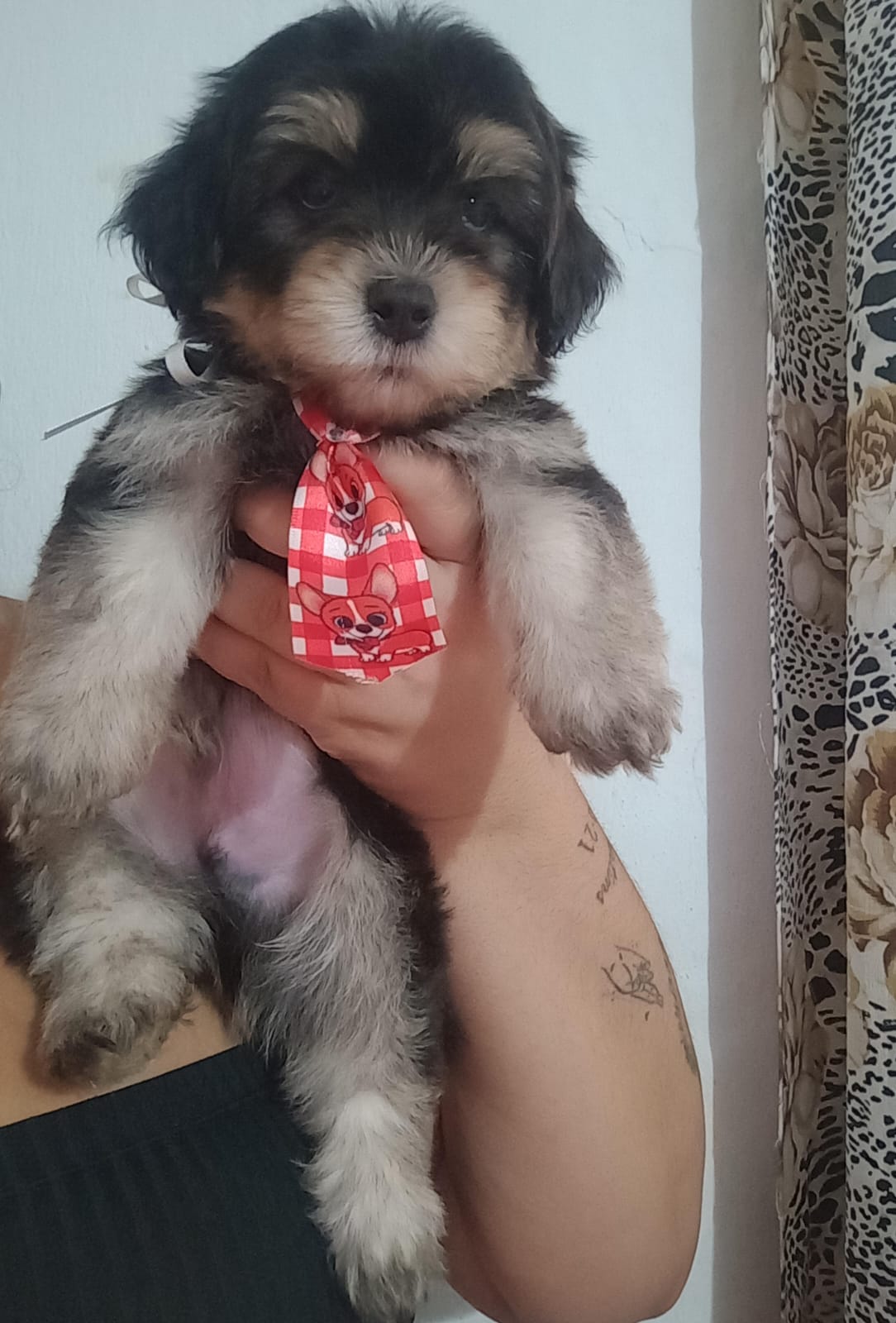 Portal Vendocão Cachorros Lhasa Apso  Paulista 