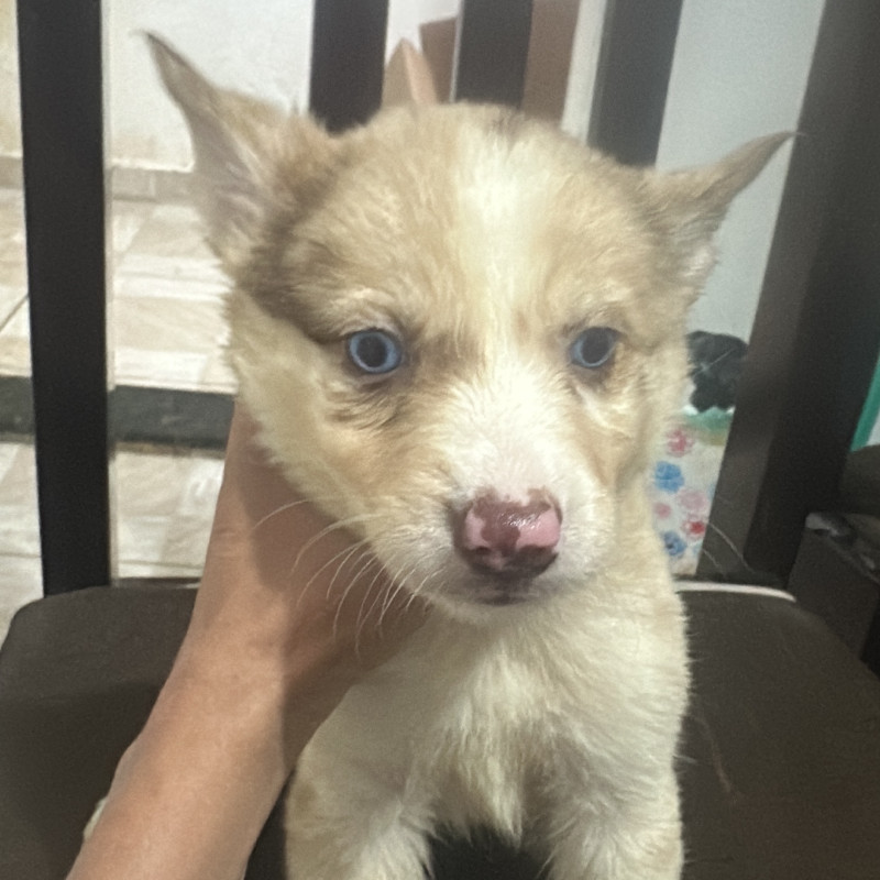 Lindos filhotes de husky com Border collie - Foto 4