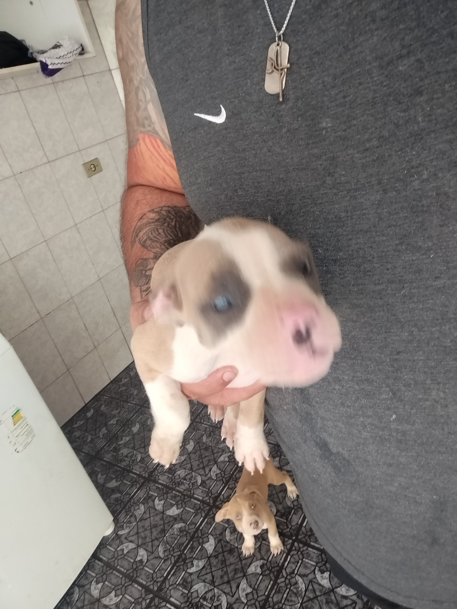 American Bully Stander  - Foto 1