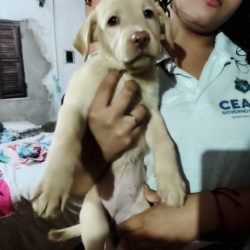 Filhote de labrador