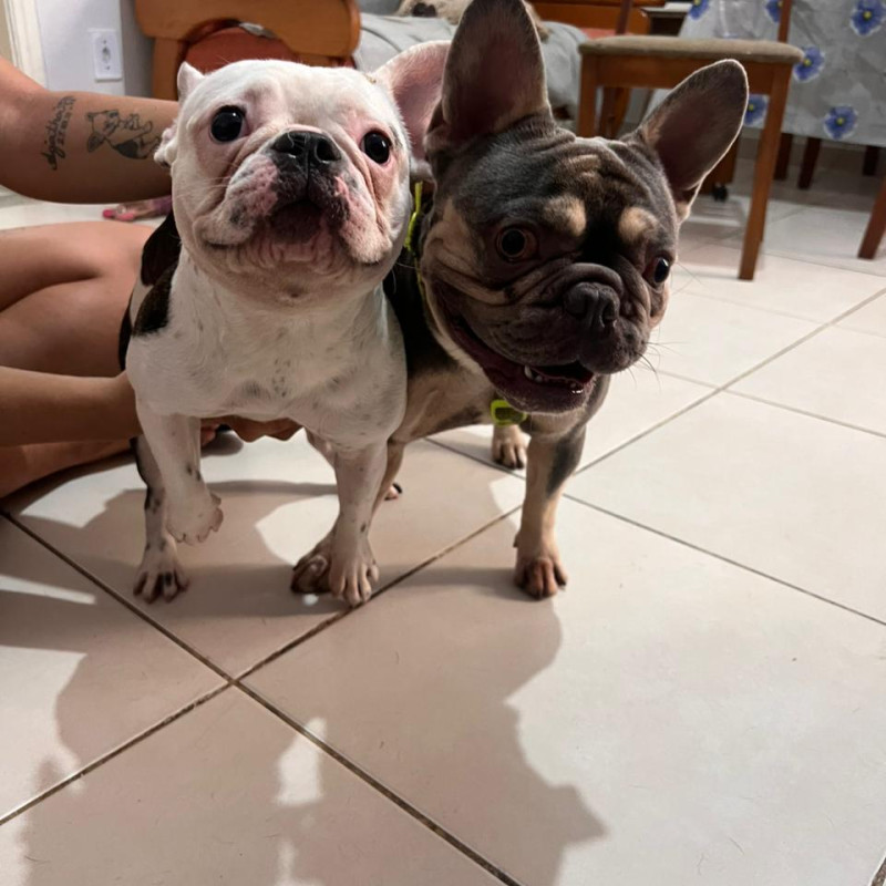 Filhote de bulldog francês - Foto 5