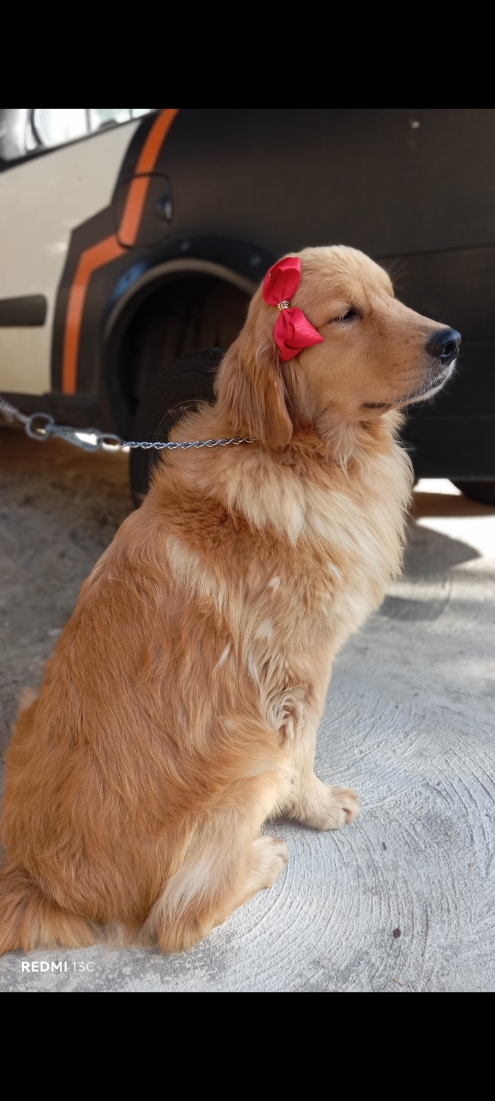 Portal Vendocão Golden Retriever Para Companhia Belo Horizonte
