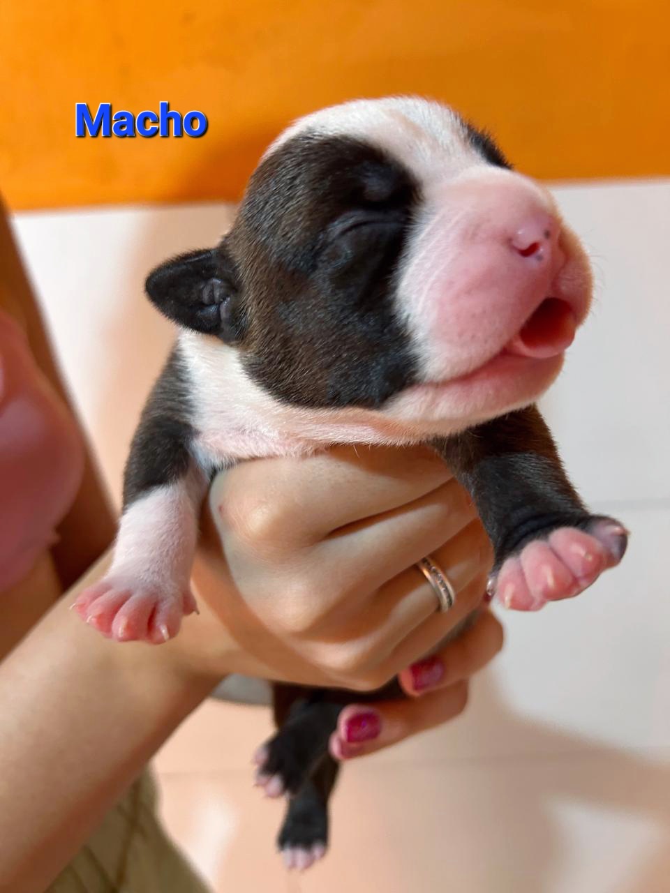 Portal Vendocão American Bully Filhotes São Pedro