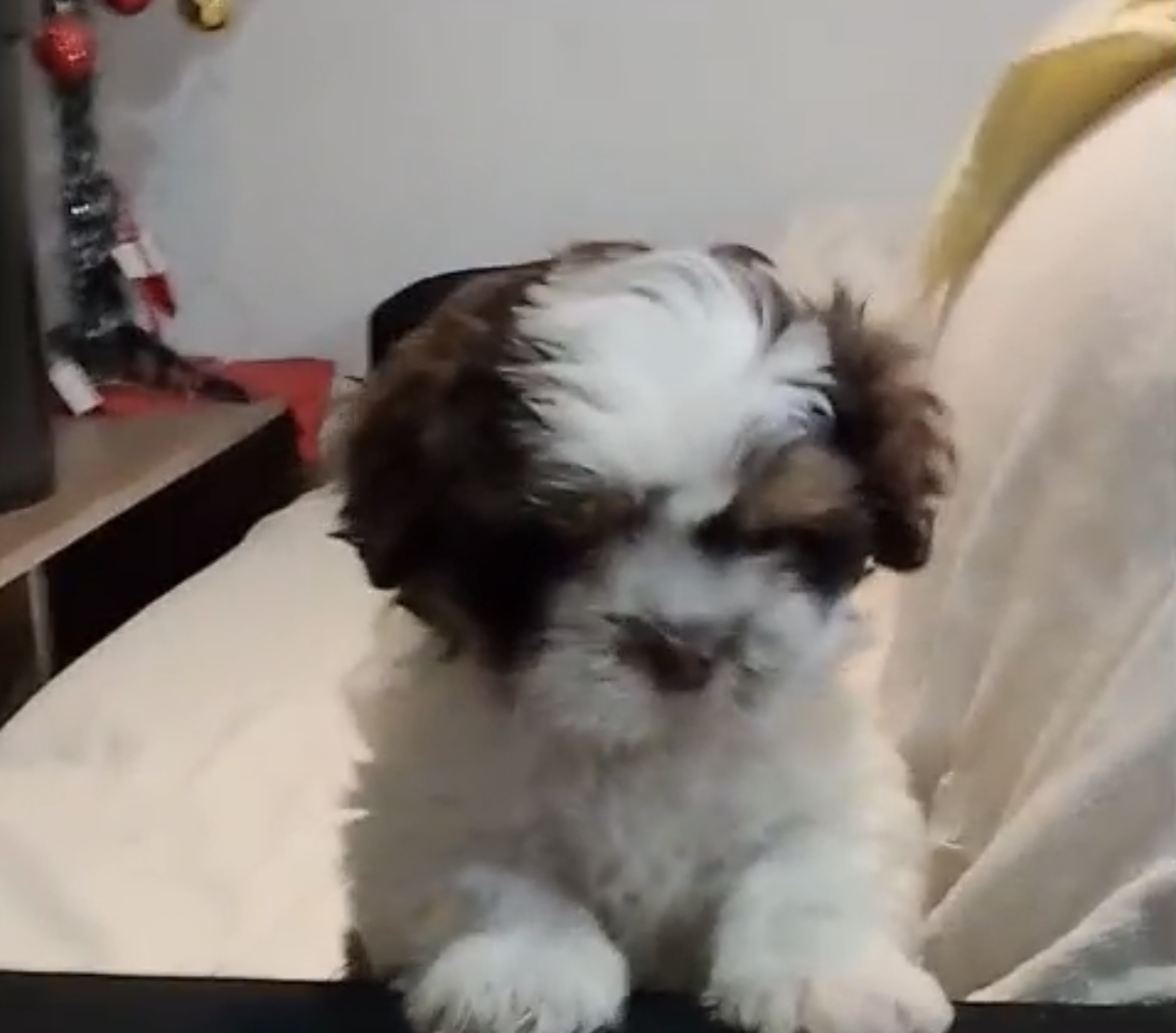Shih Tzu - Foto 2