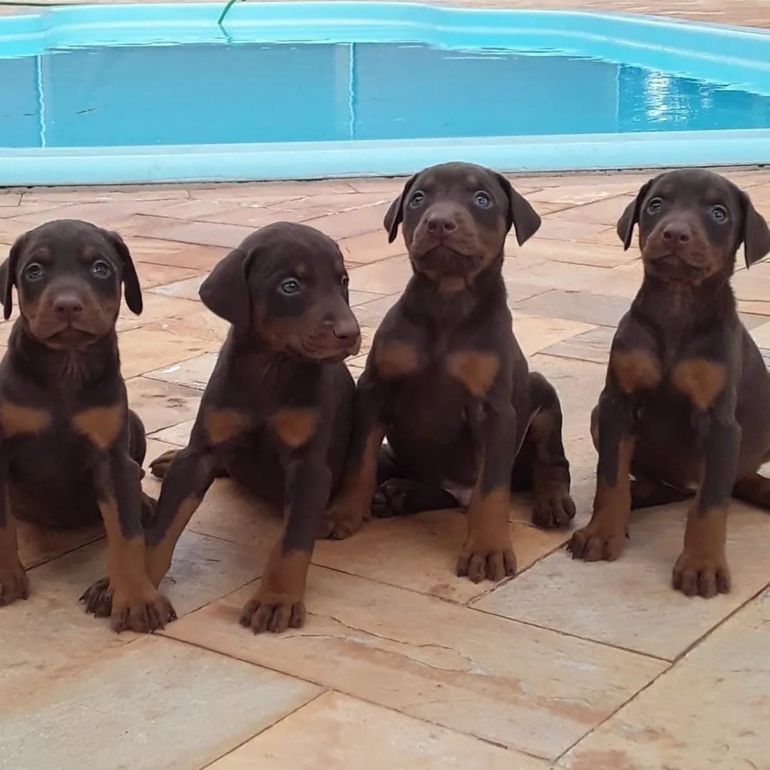 Filhotes de Doberman - Foto 2
