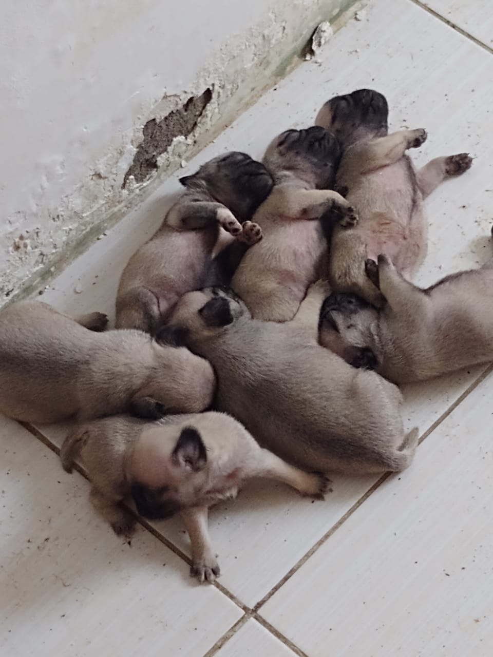 Portal Vendocão Vando filhotes de pug  Propriá 