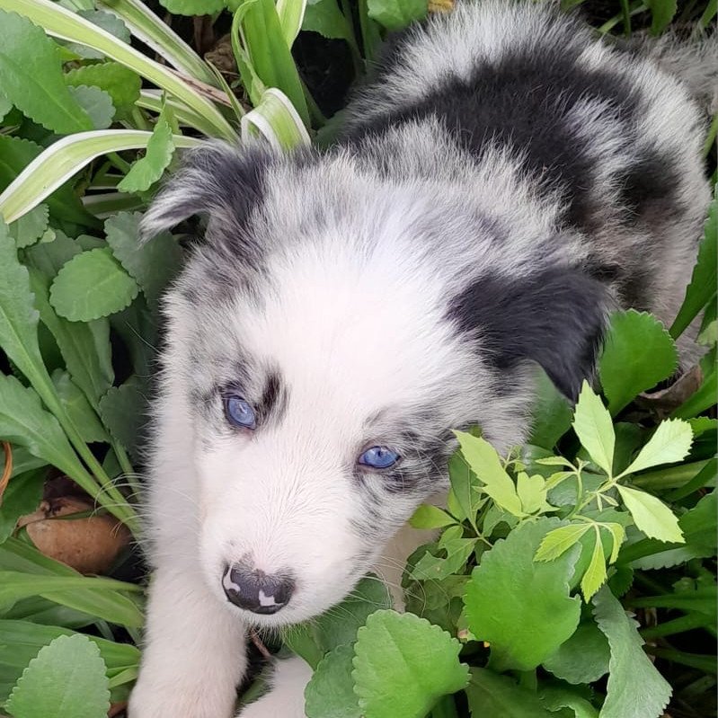 Lindos filhotes de border collie
