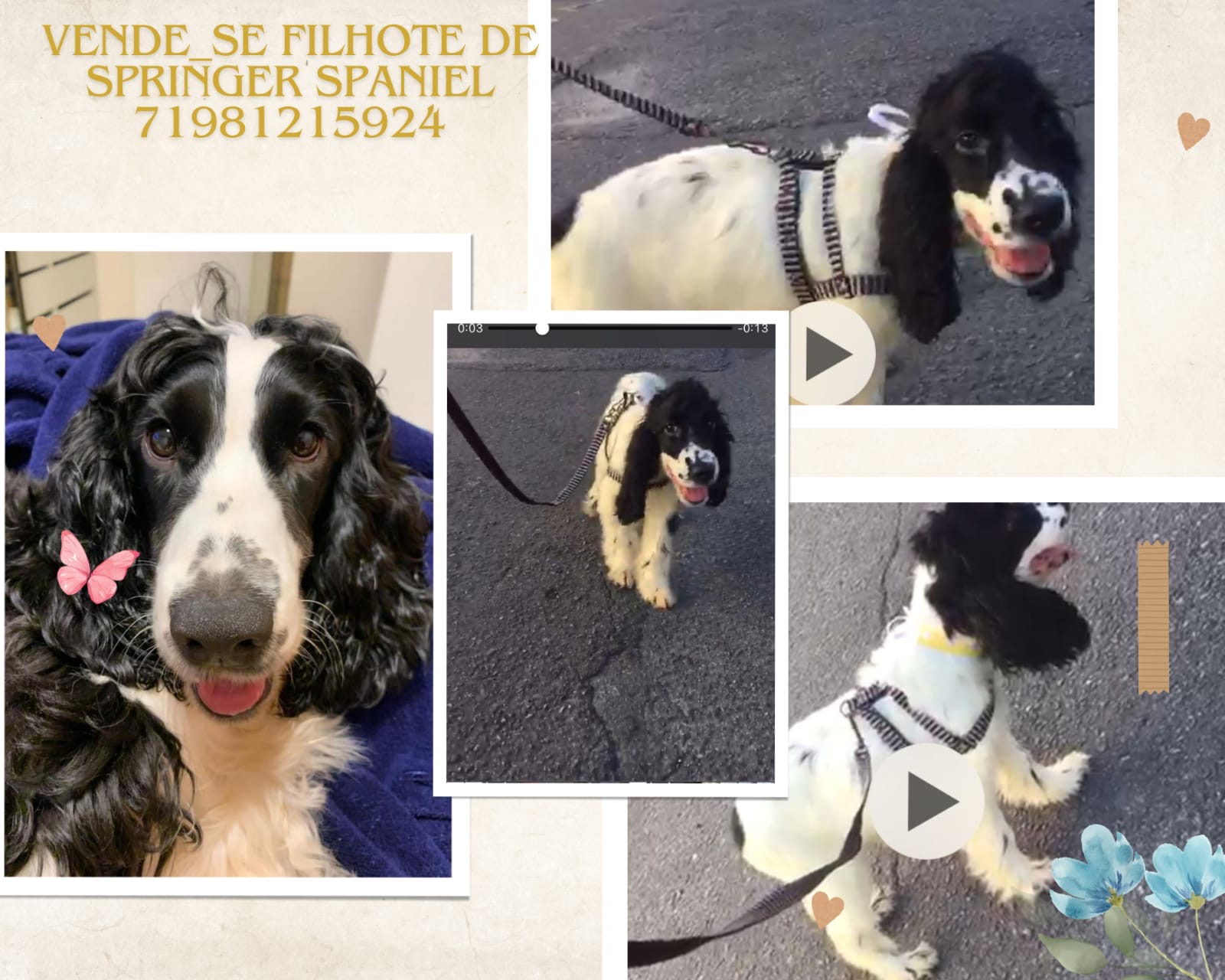Portal Vendocão Filhote lindo  Camaçari 