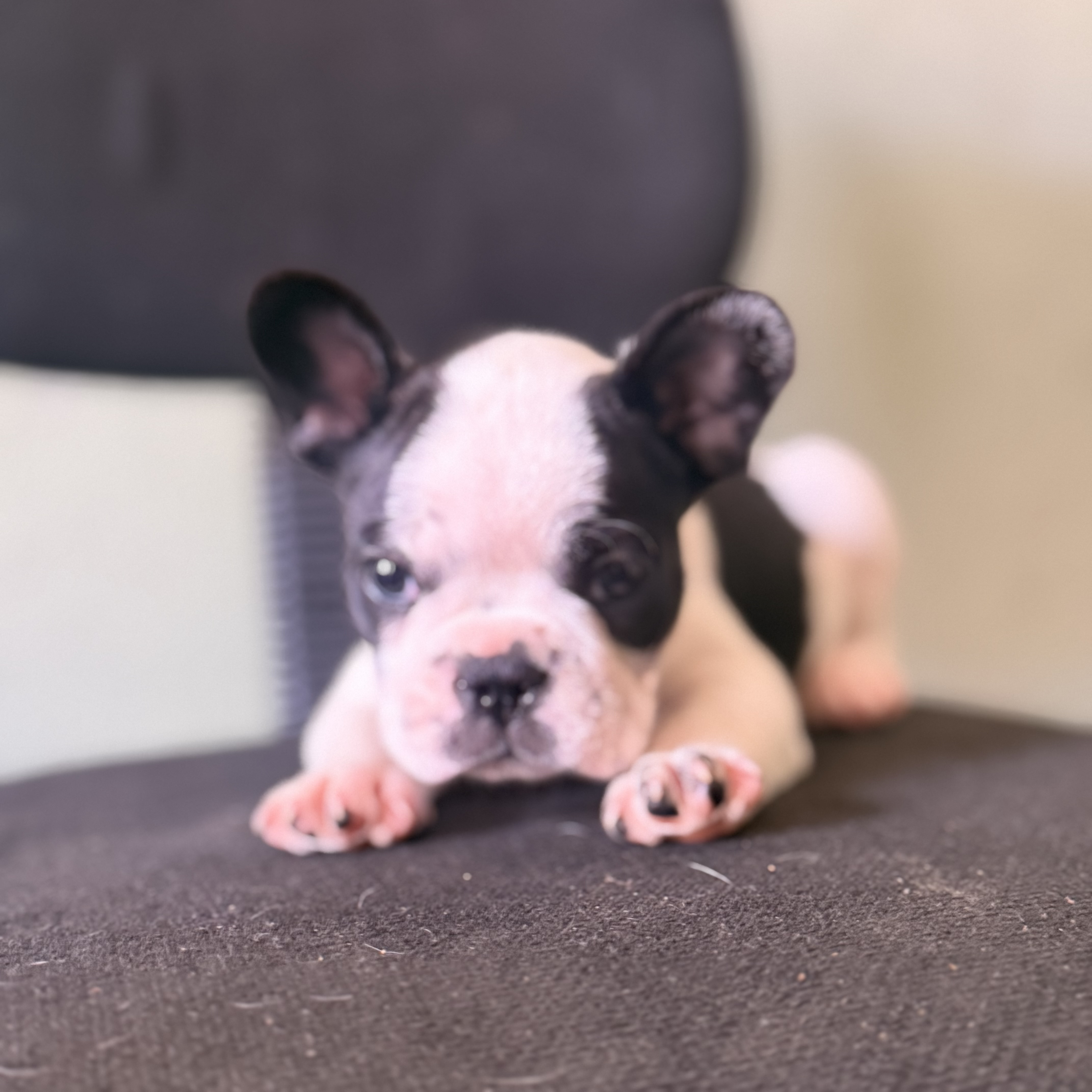 Portal Vendocão lindos filhotes de buldogue francês  Para de minas mg