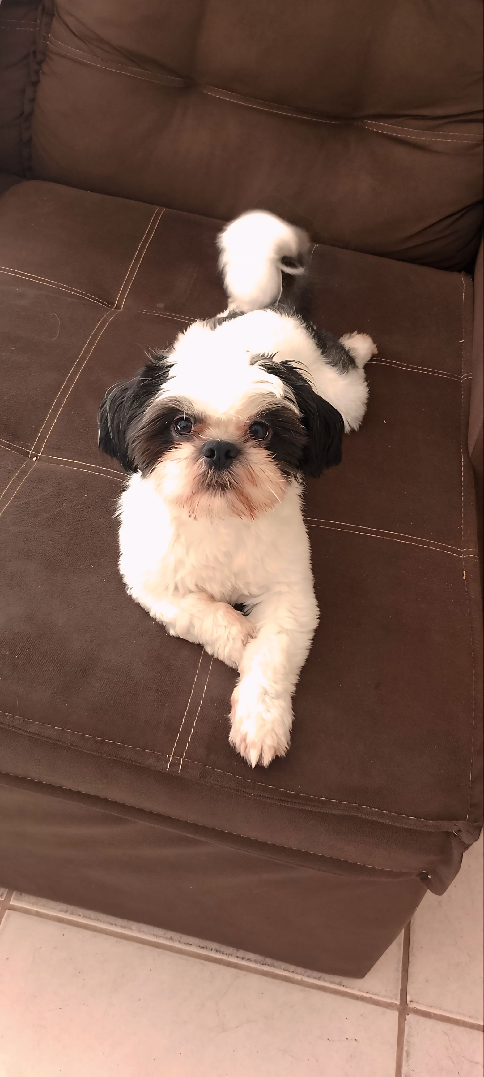 Shih tzu para cobertura namoro - Foto 1