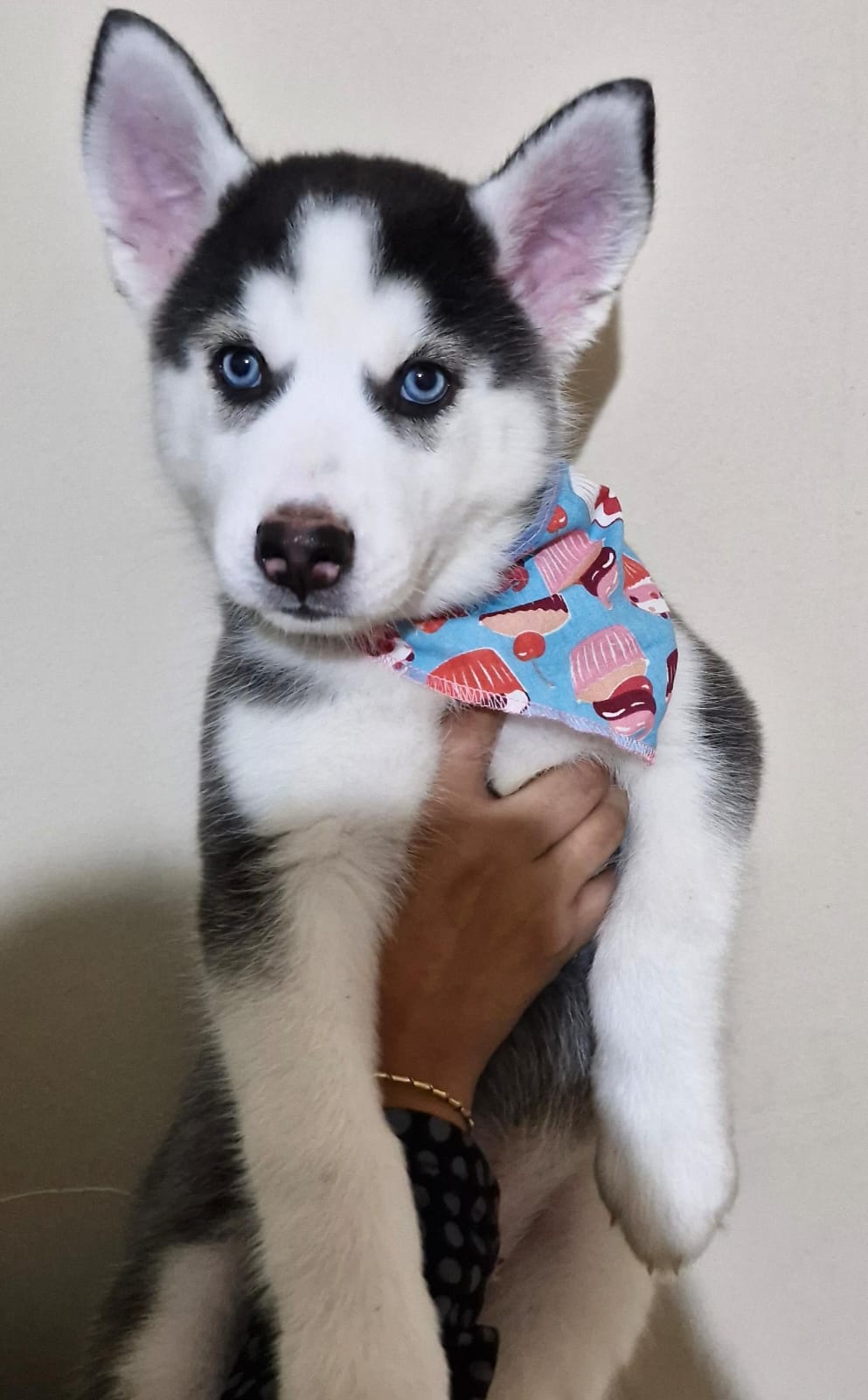 Portal Vendocão Lindas fêmeas de husky siberiano  Maricá