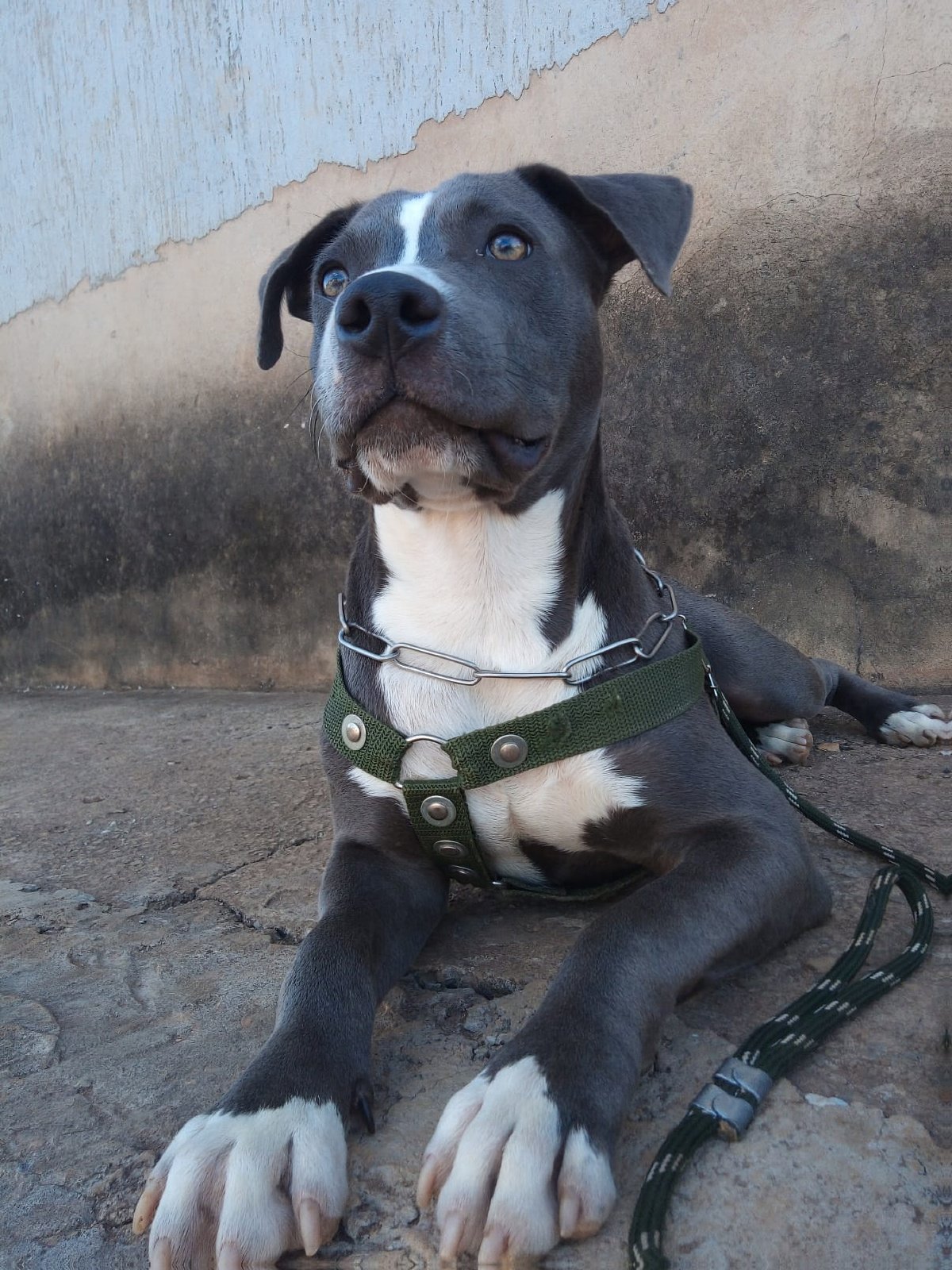 Staffordshire Bull terrier chama-se Eros, filhote de 8 meses, vermífugado e Vacinado, cor BLUE. Companheiro, dócil e muito brincalhão.