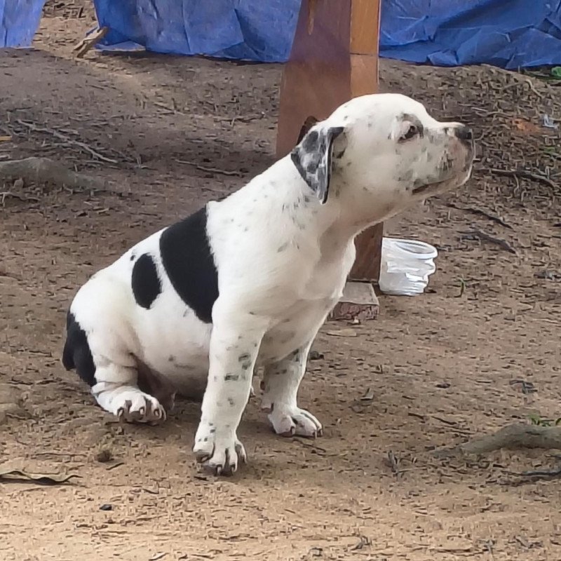 Cachorro american bully - Foto 2
