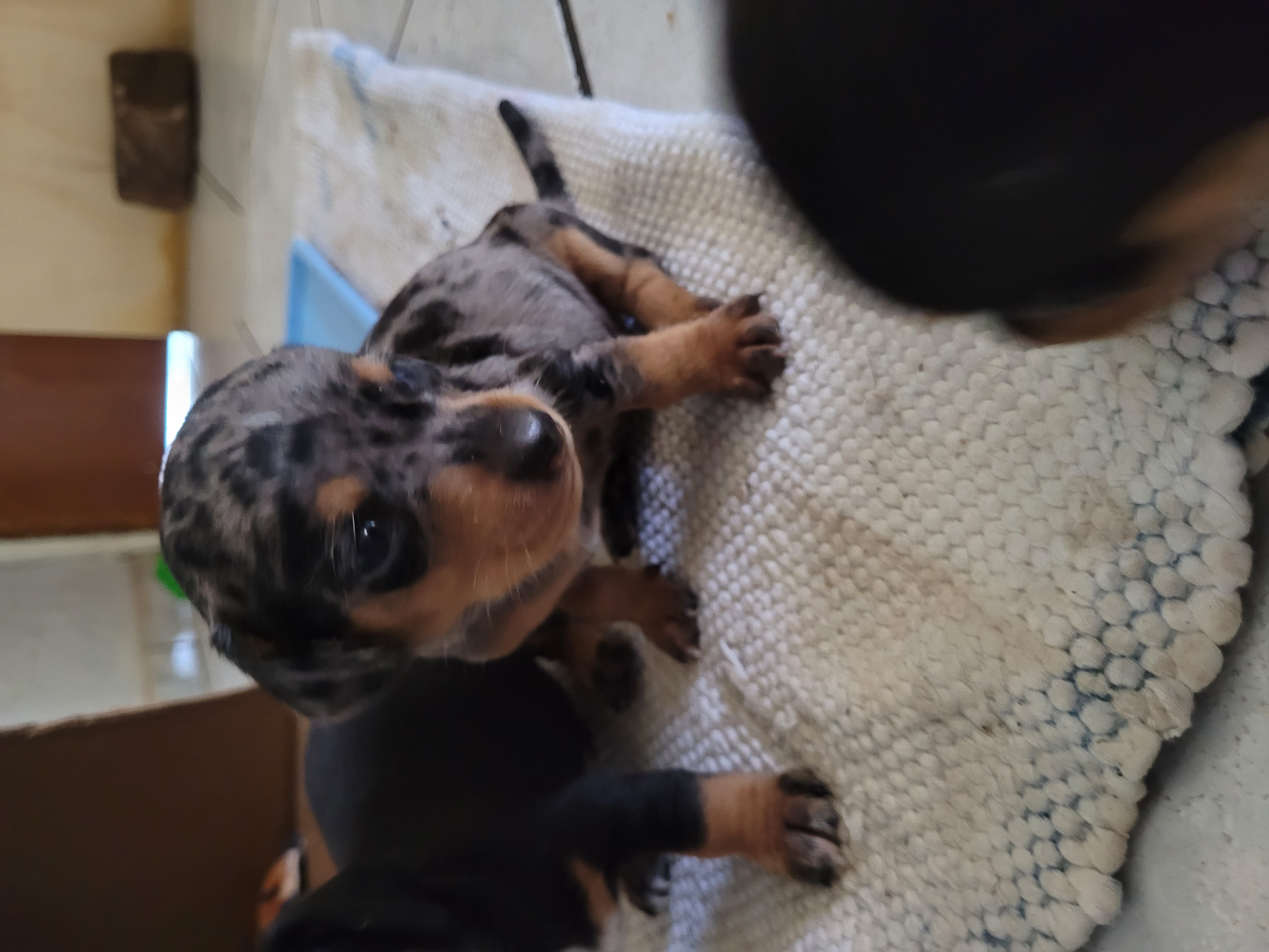Portal Vendocão Salsichas Dachshund Trindade GO