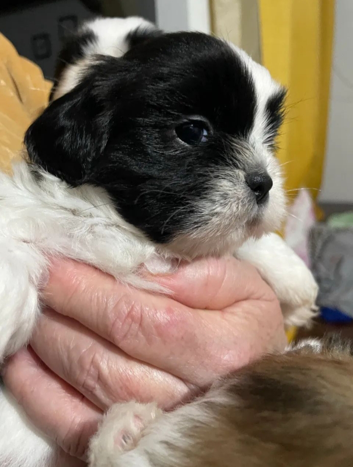 Portal Vendocão Shih Tzu Filhote  Joinville 