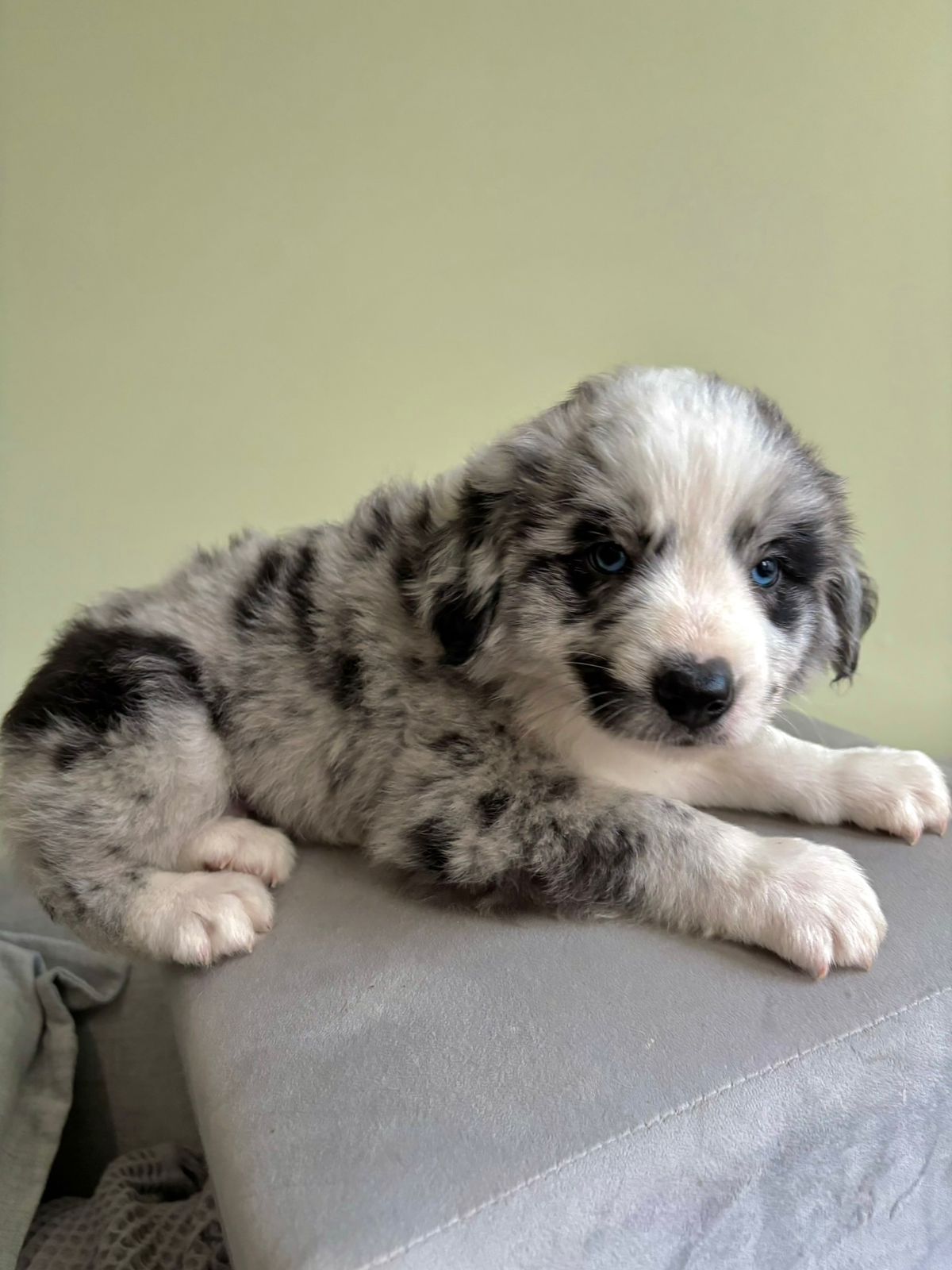 Portal Vendocão FILHOTE DE BORDER COLLIE COM PEDIGREE São Paulo 