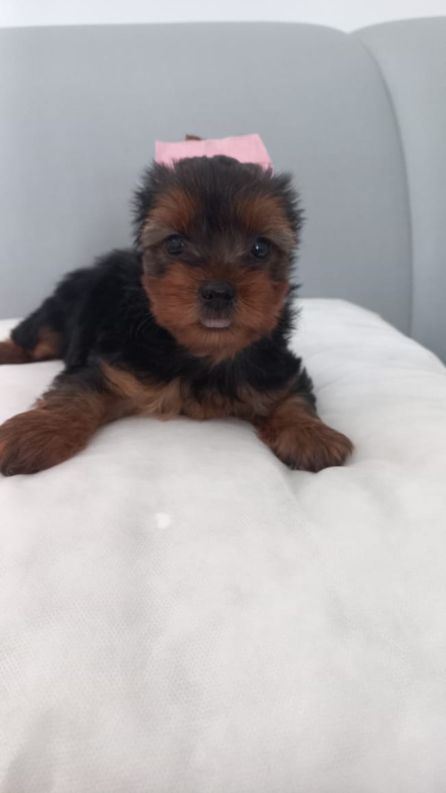Portal Vendocão Yorkshire Terrier micro fêmea  João Pessoa