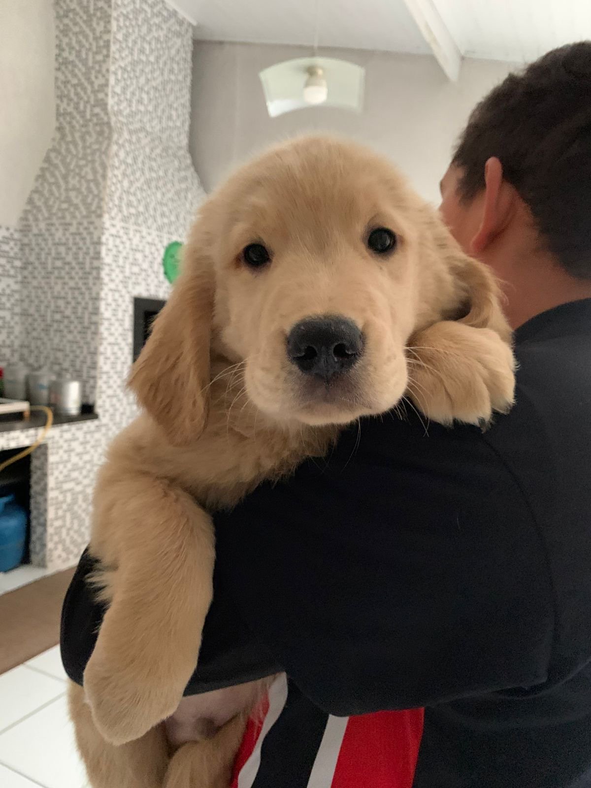 Filhote Golden Retriever - Foto 3