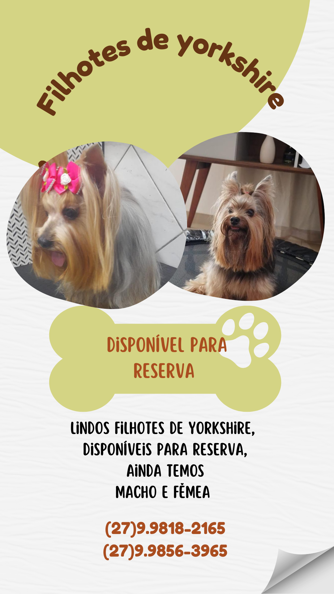 Portal Vendocão Lindos filhotes de yorkshire  São Mateus 