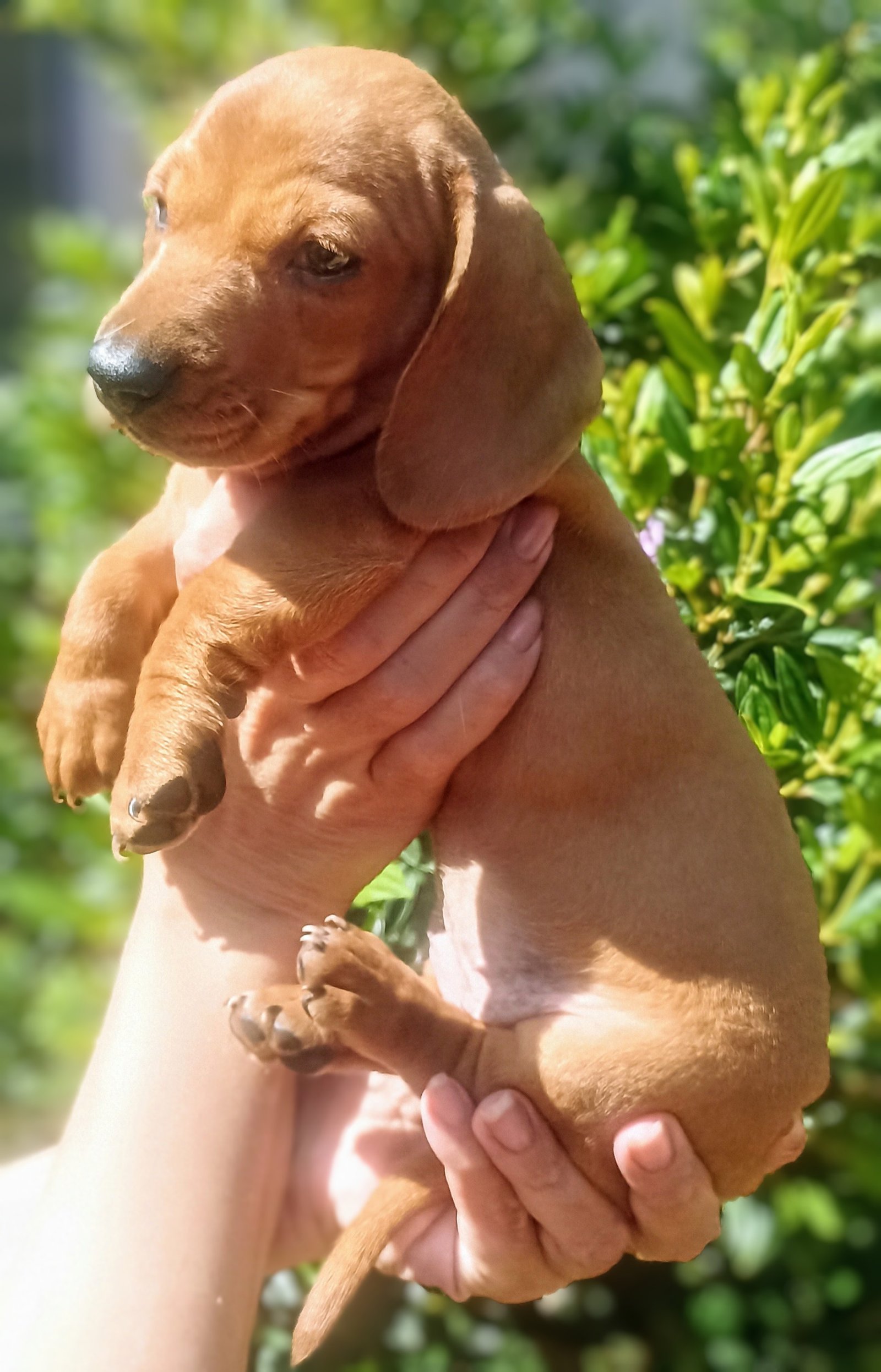 Vendo Filhote Fêmea Dachshund Basset "Salsicha"  - Foto 1