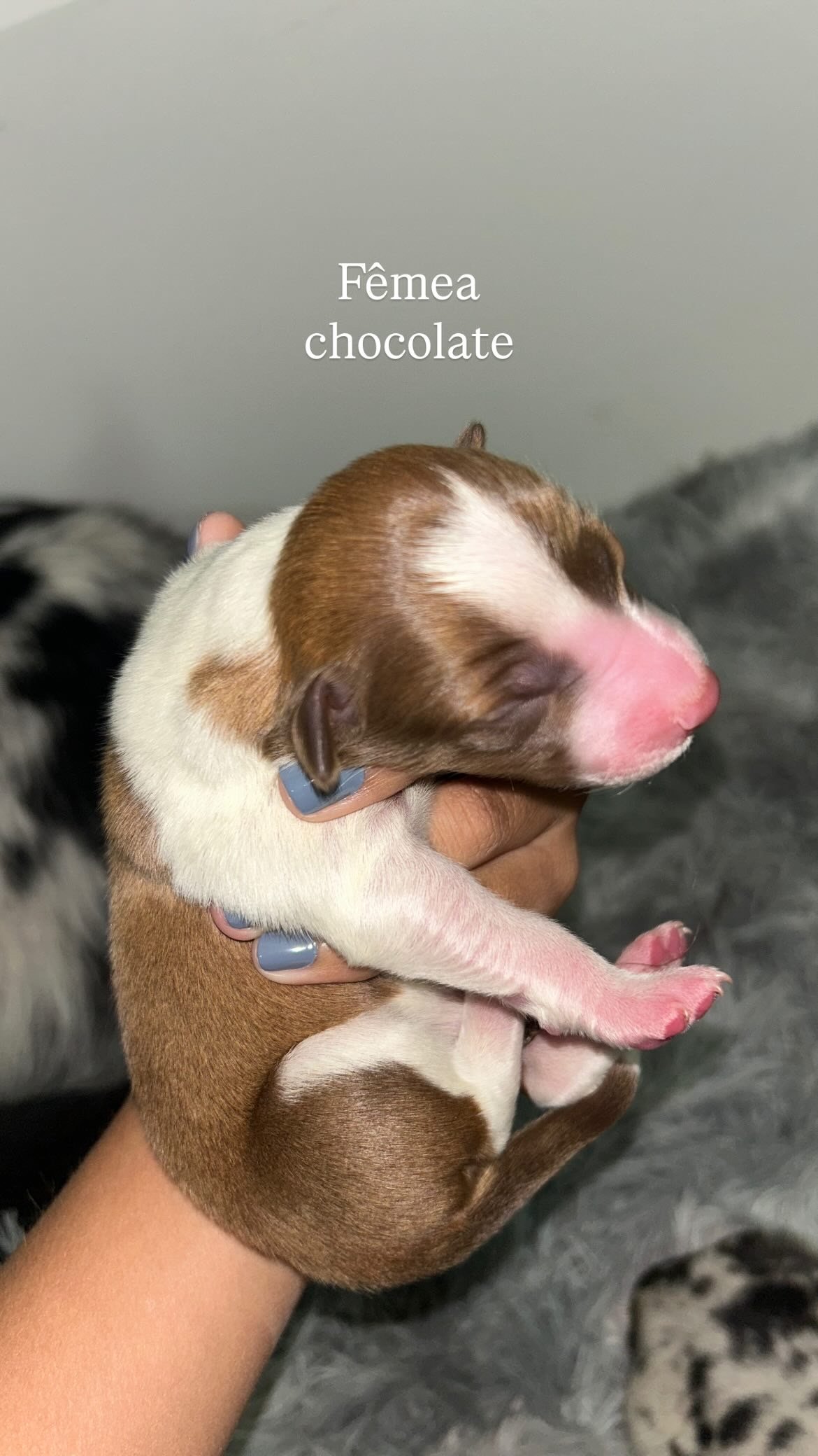 Vendo Border Collie