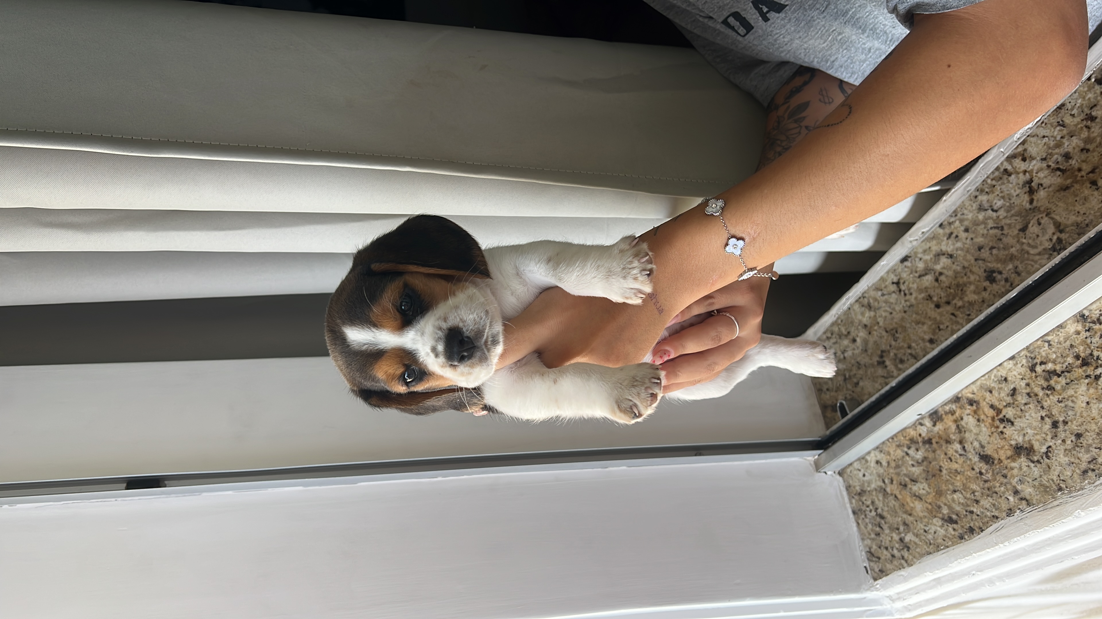 Portal Vendocão Beagles mine inglês  Belo Horizonte 
