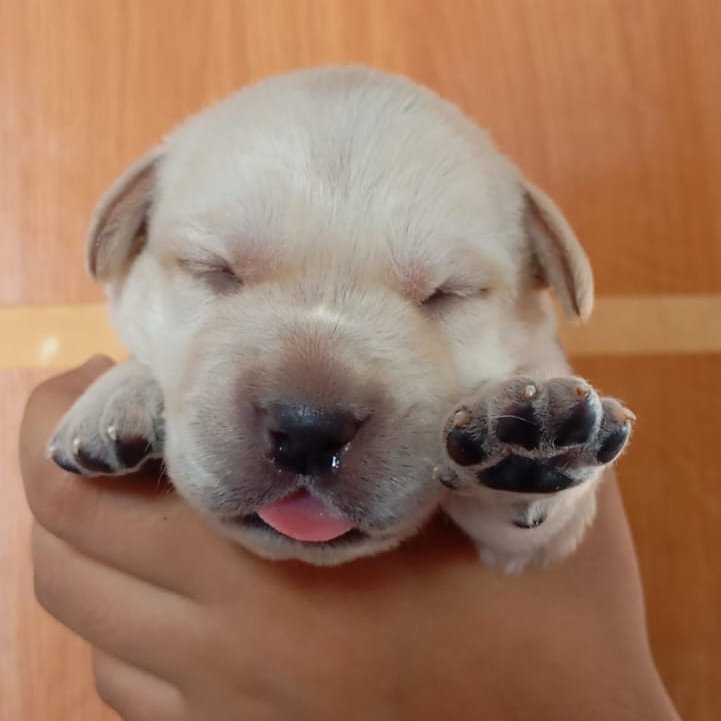 *Raça:* labrador  *Data de nascimento:* 24/08  *Vermifugado:* vou sim  *Vacinado* não  *Valor* machinho 1.000 *Valor* fêmea 1000 *Aceita cartao* não  *Localidade: Pavuna zona norte do Rio  Só entrego com 45 dias