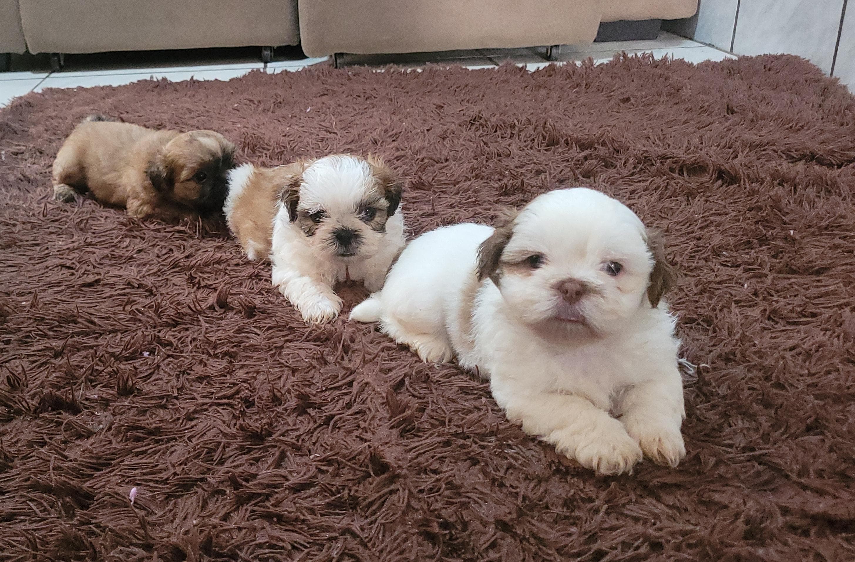 Portal Vendocão Filhotes de Shih Tzu  Cassia