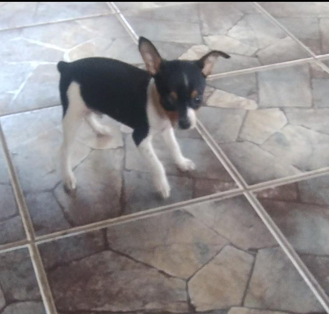Vendo filhote 