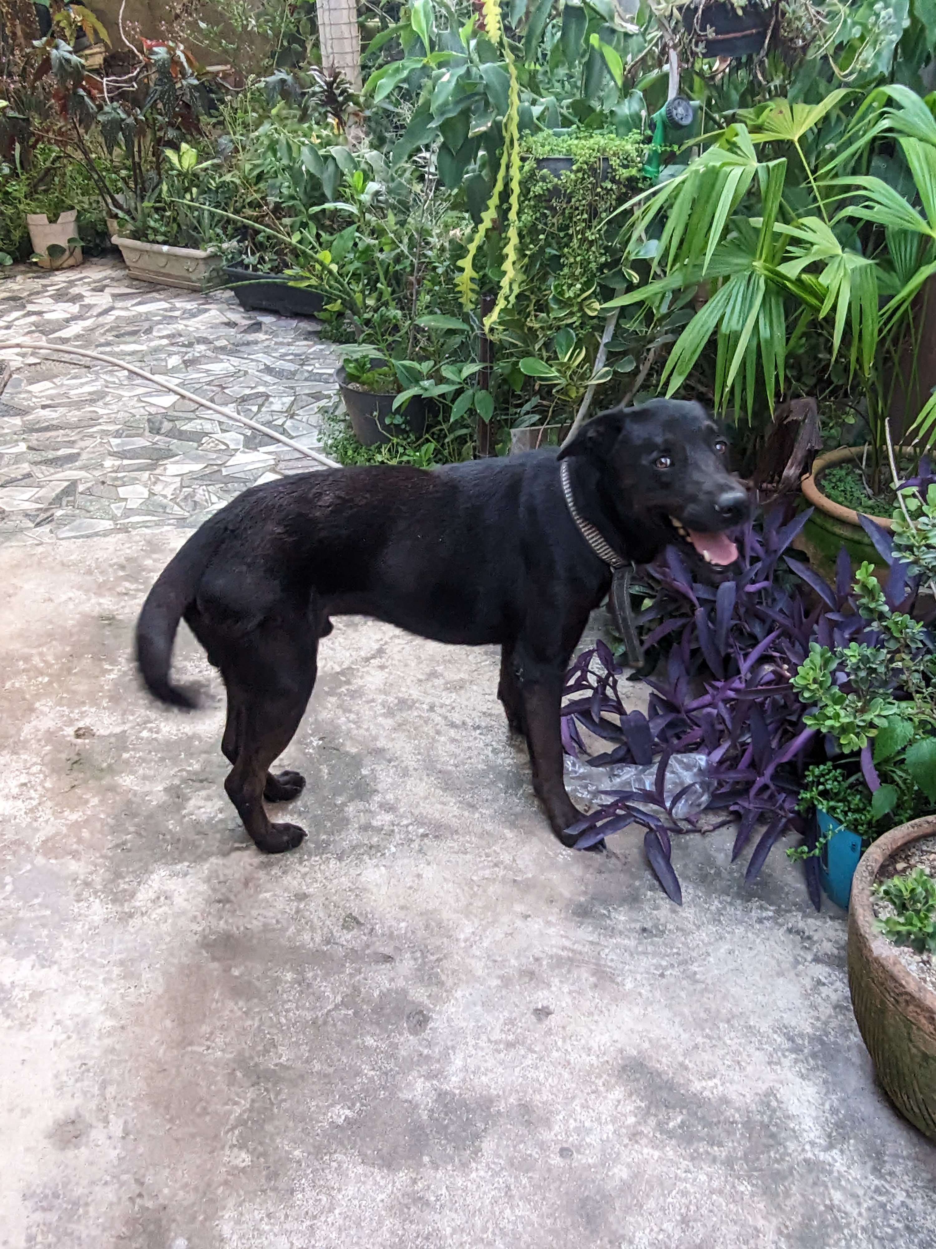 Portal Vendocão Cão preto  Rio de Janeiro