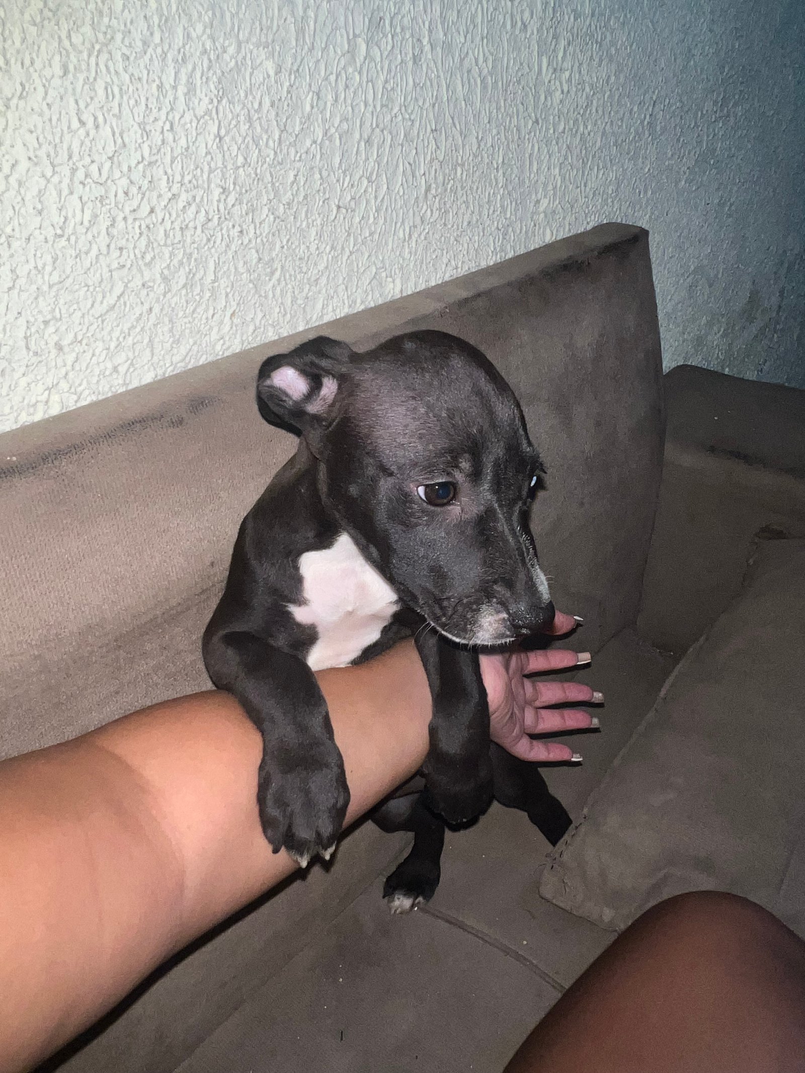 Filhote de pitbull 