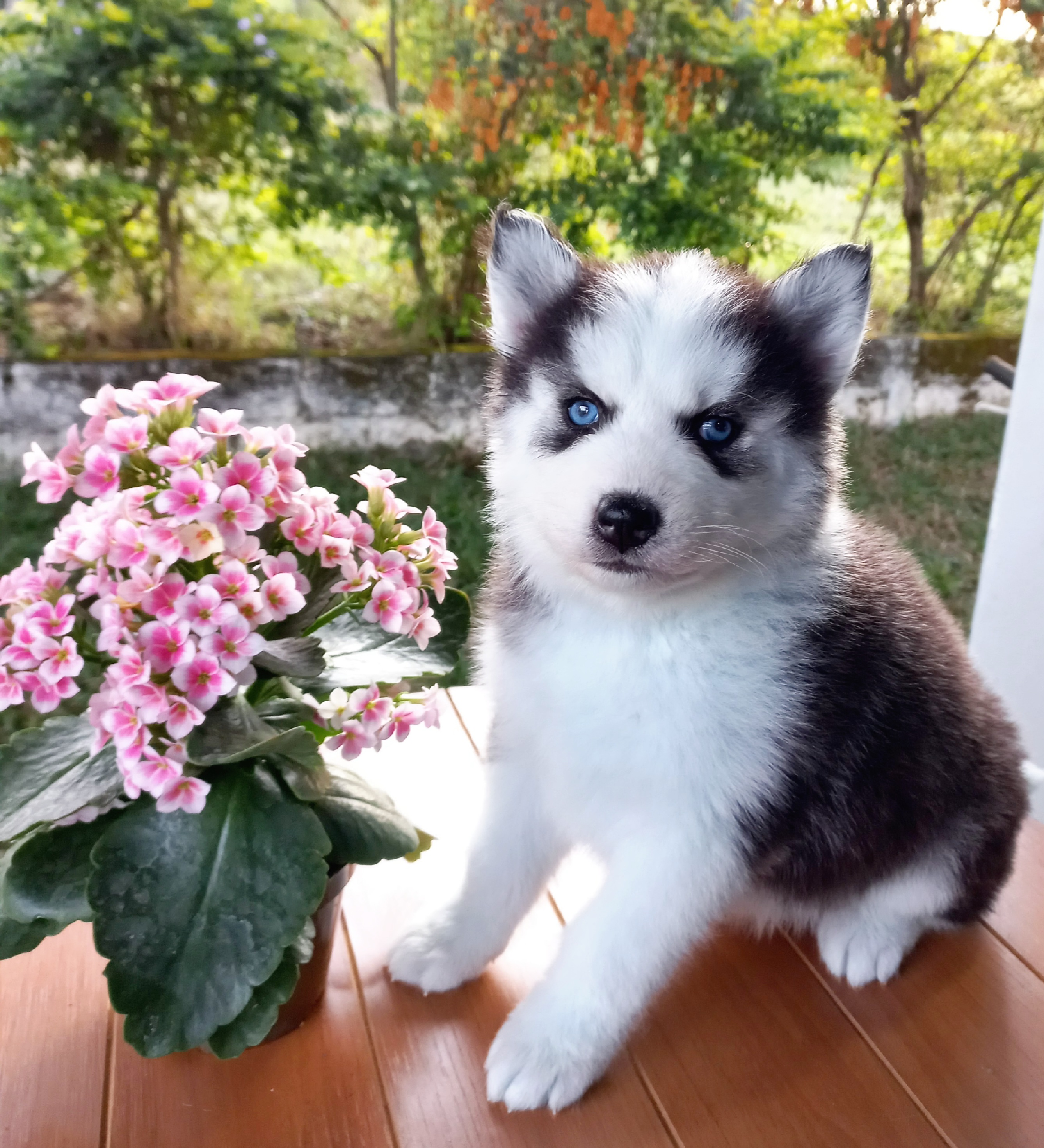 Portal Vendocão Filhote de husky siberiano São José dos Campos