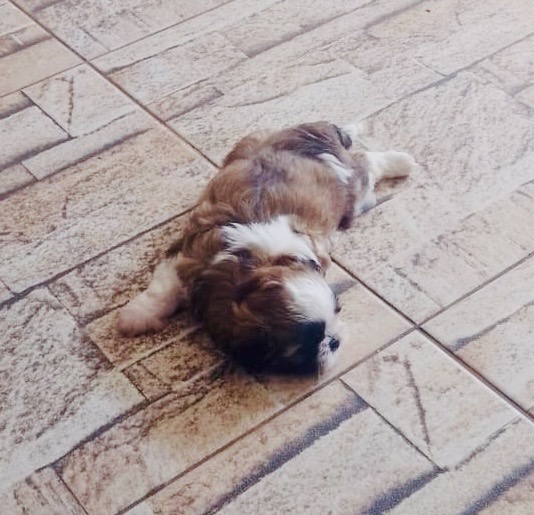 Vendo shihtzu femea - Foto 1