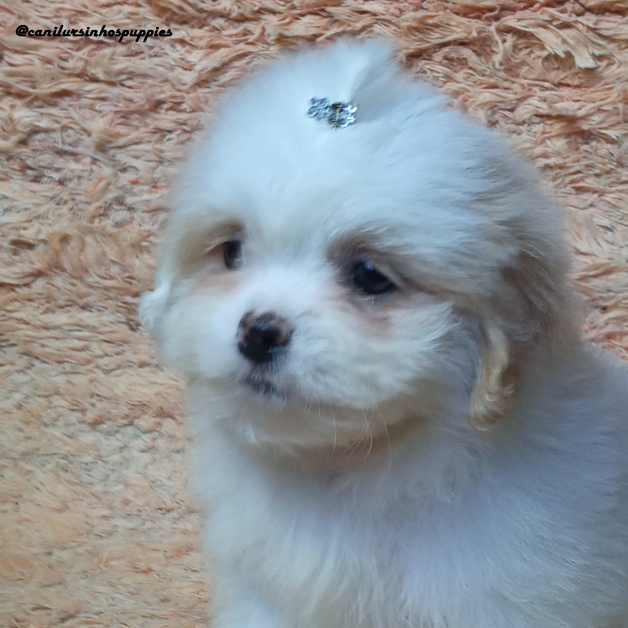 Portal Vendocão lhasa apso #canilursinhospuppies bebes pronta entrega  são vicente 