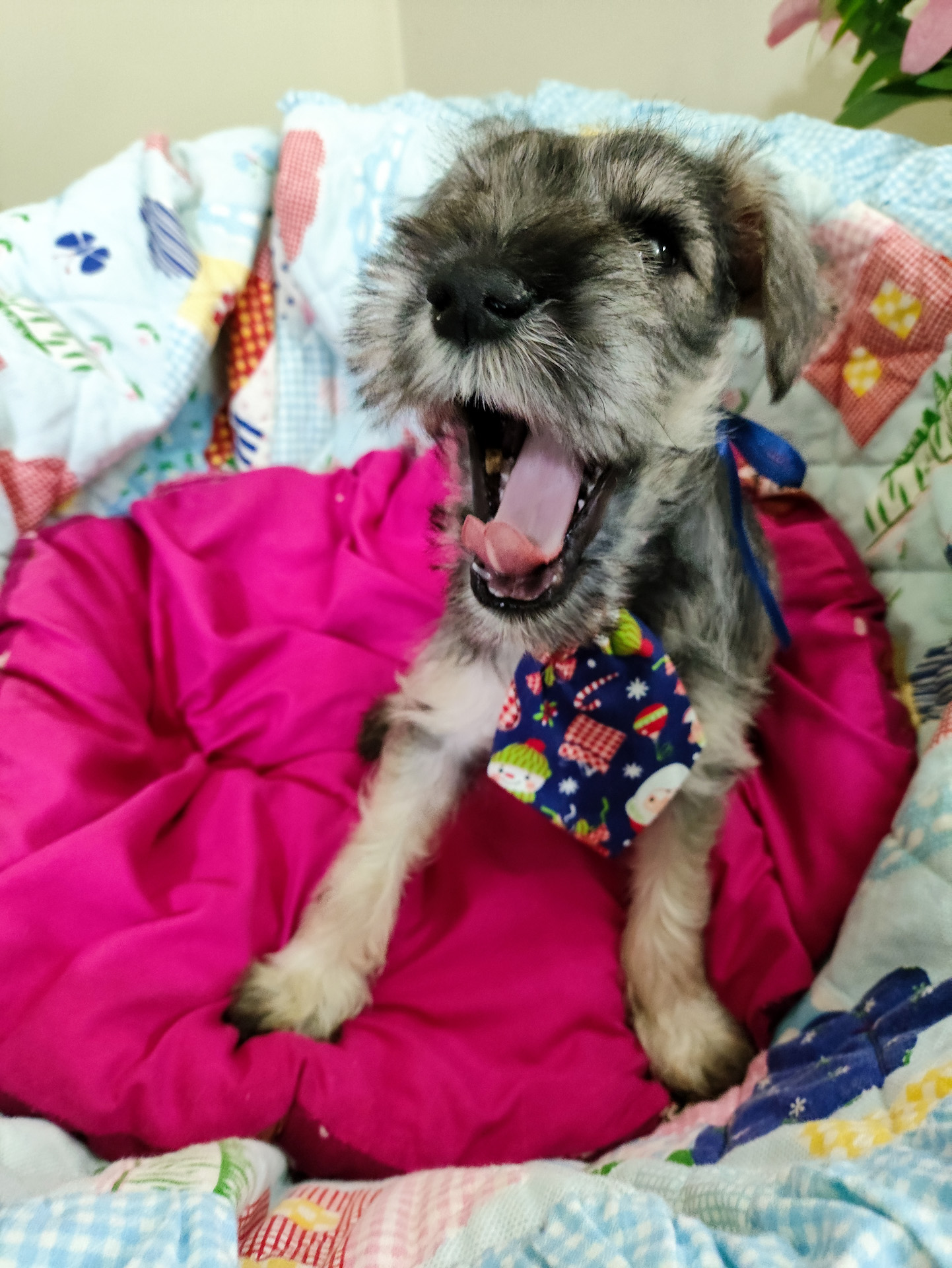 Portal Vendocão lindos 3 machos e 1 Femia schnauzer padrão PIRACICABA 