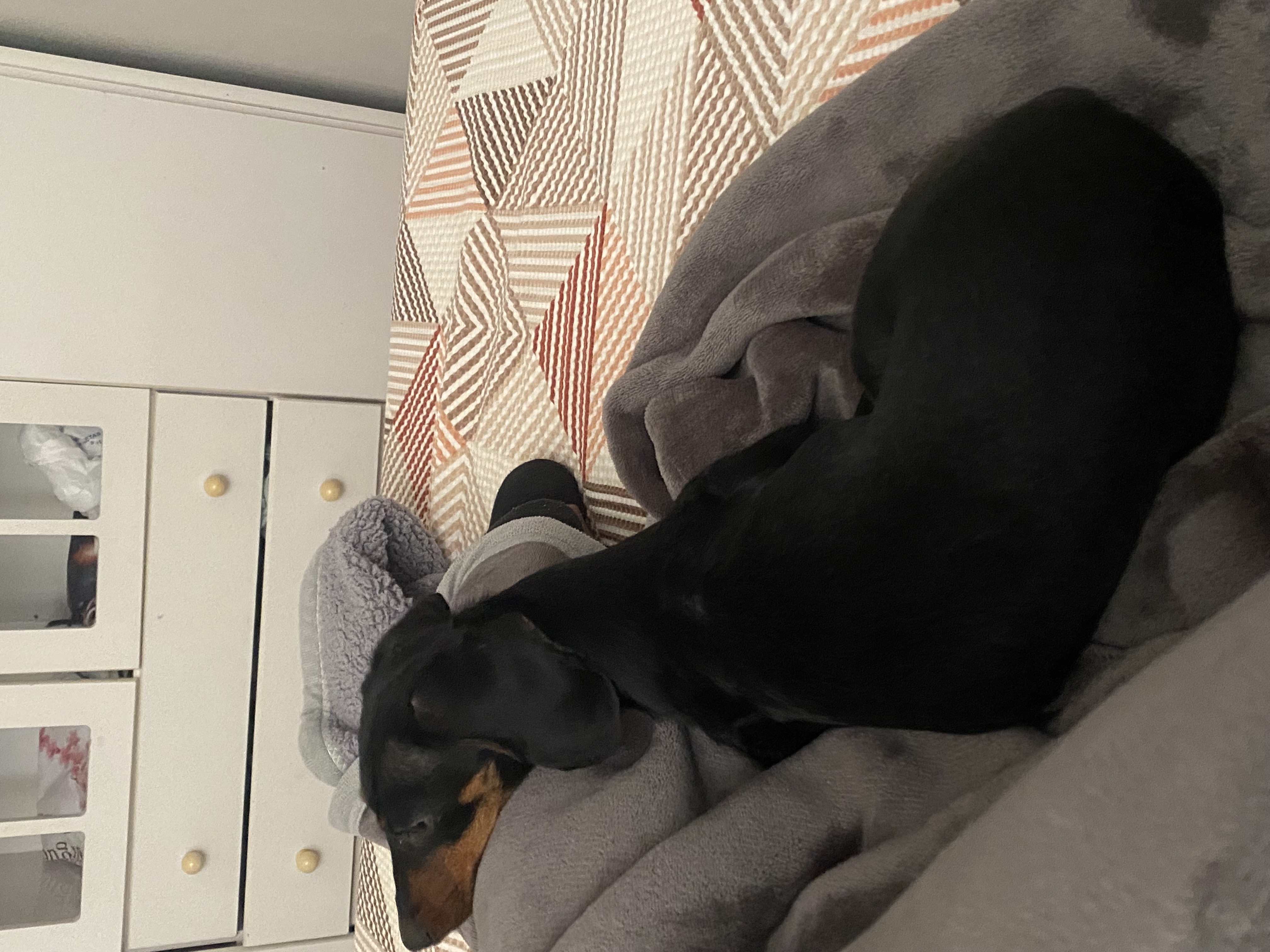 Portal Vendocão Salsicha Dachshund  Marialva
