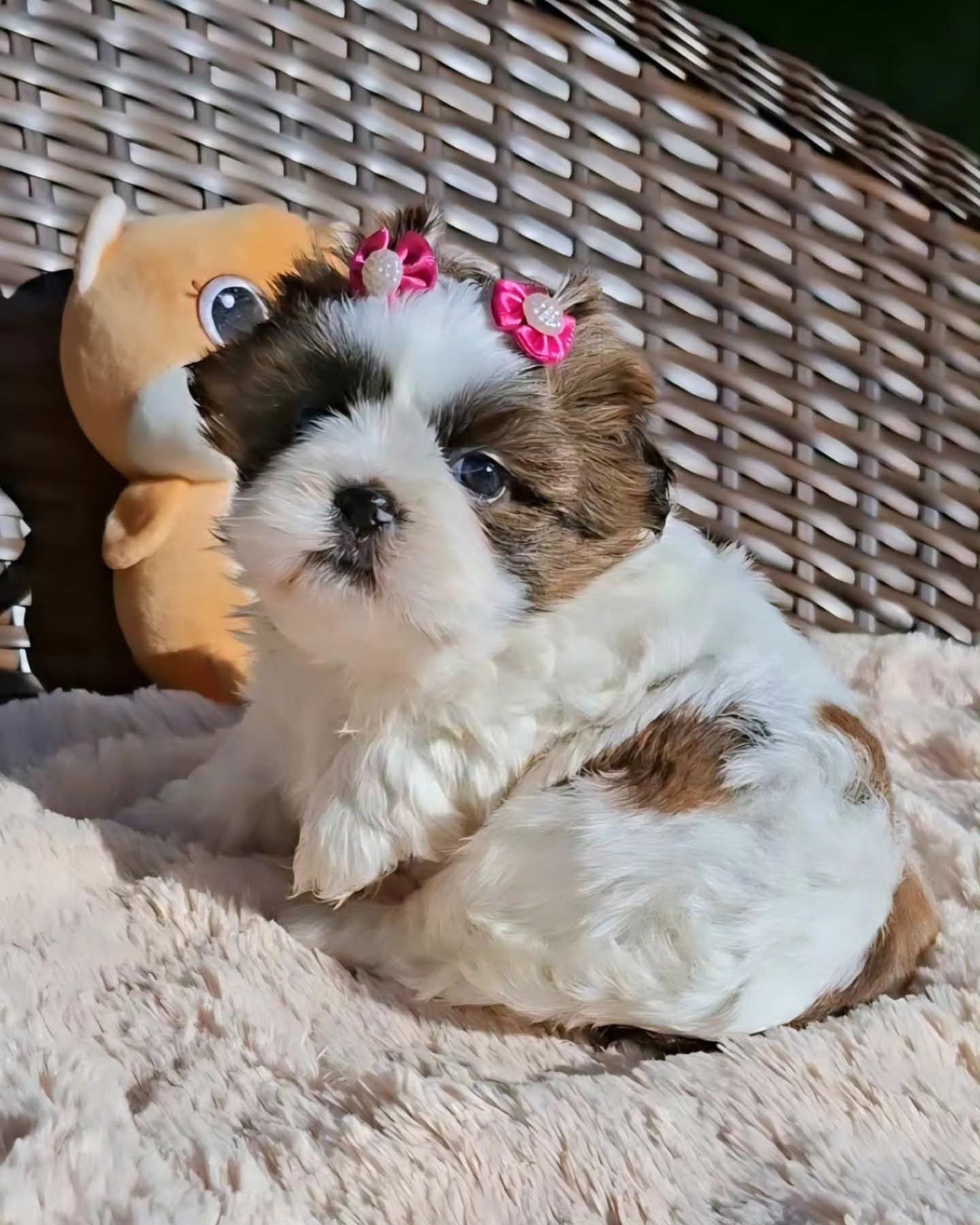Filhotes de shih tzu - Foto 5
