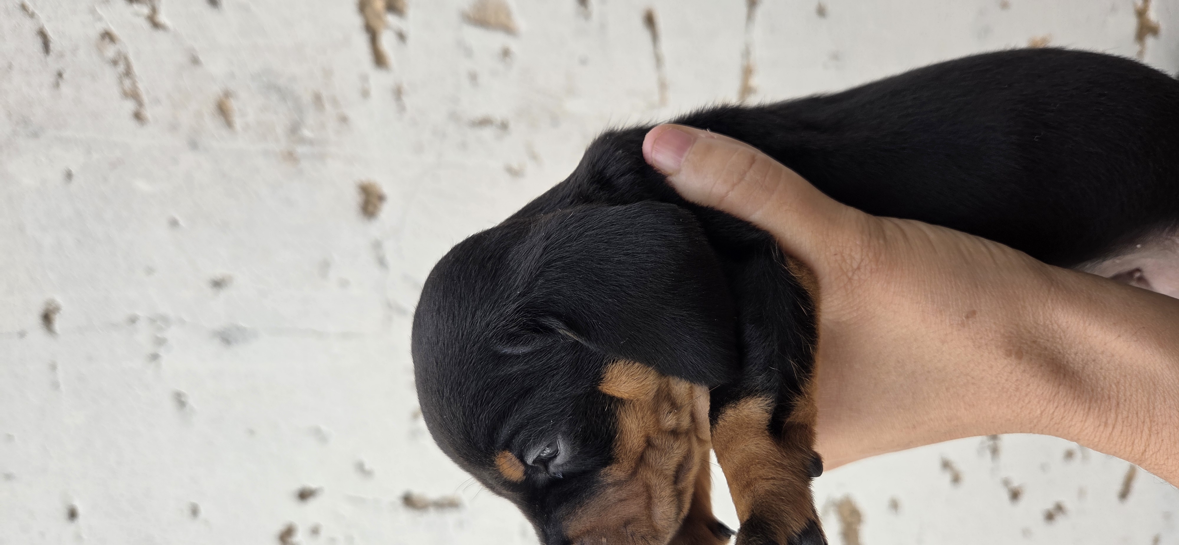 Cachorro Dachshund salsichão  - Foto 3