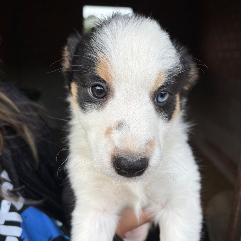 Lindos machos de border collie, um clássico branco e preto, e um branco preto e caramelo com heterocromia