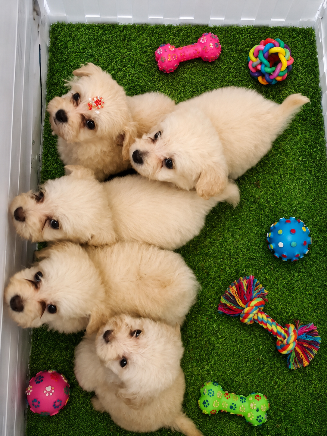 Poodles toy 