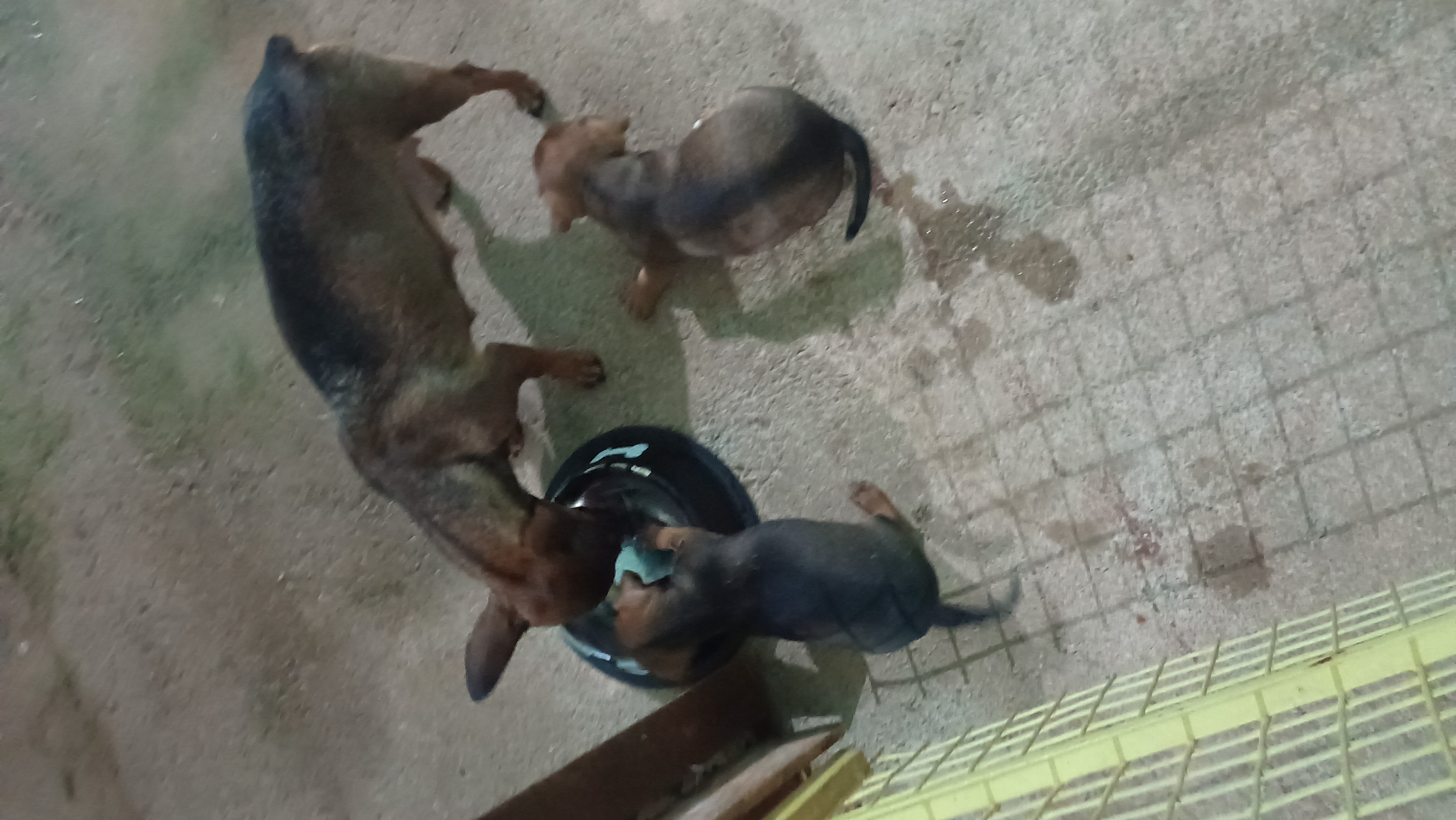 Portal Vendocão Filhote  Porto Velho