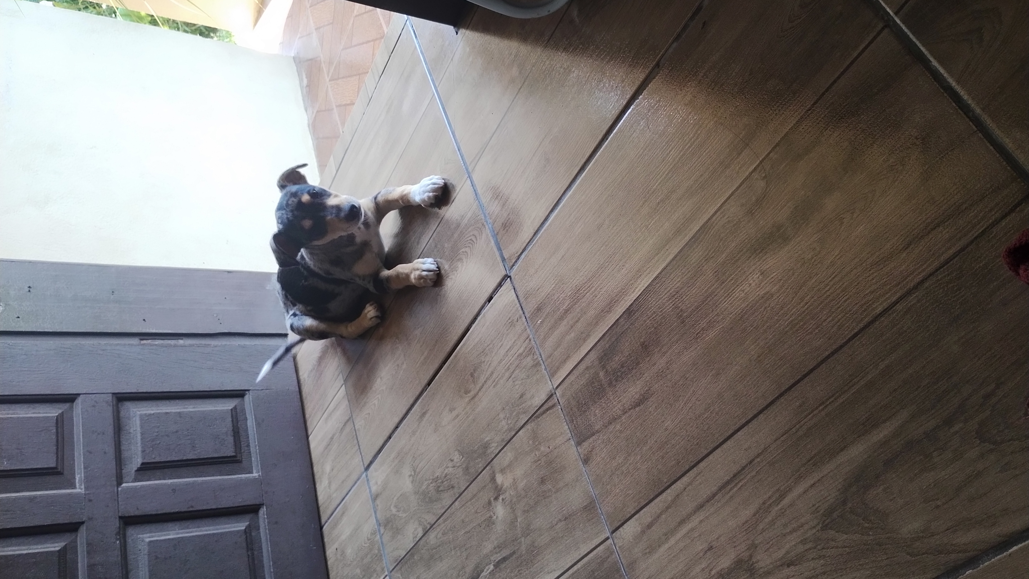 Portal Vendocão Vendo filhote Ivoti